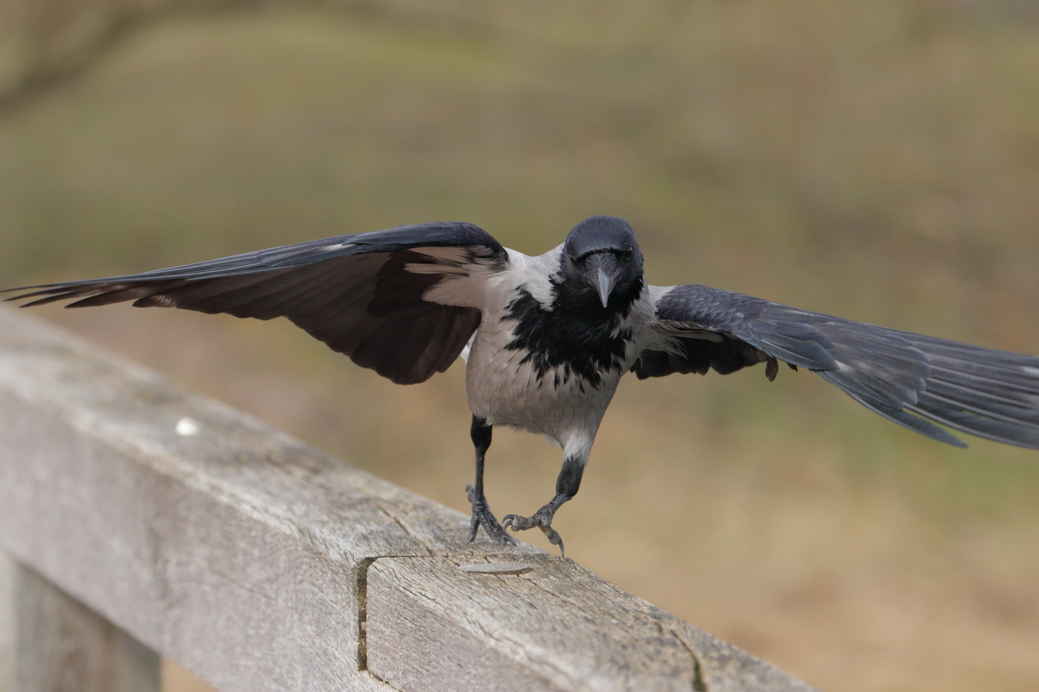Canon EF 70-300mm F4-5.6L IS USM sample photo. Drunken crow photography