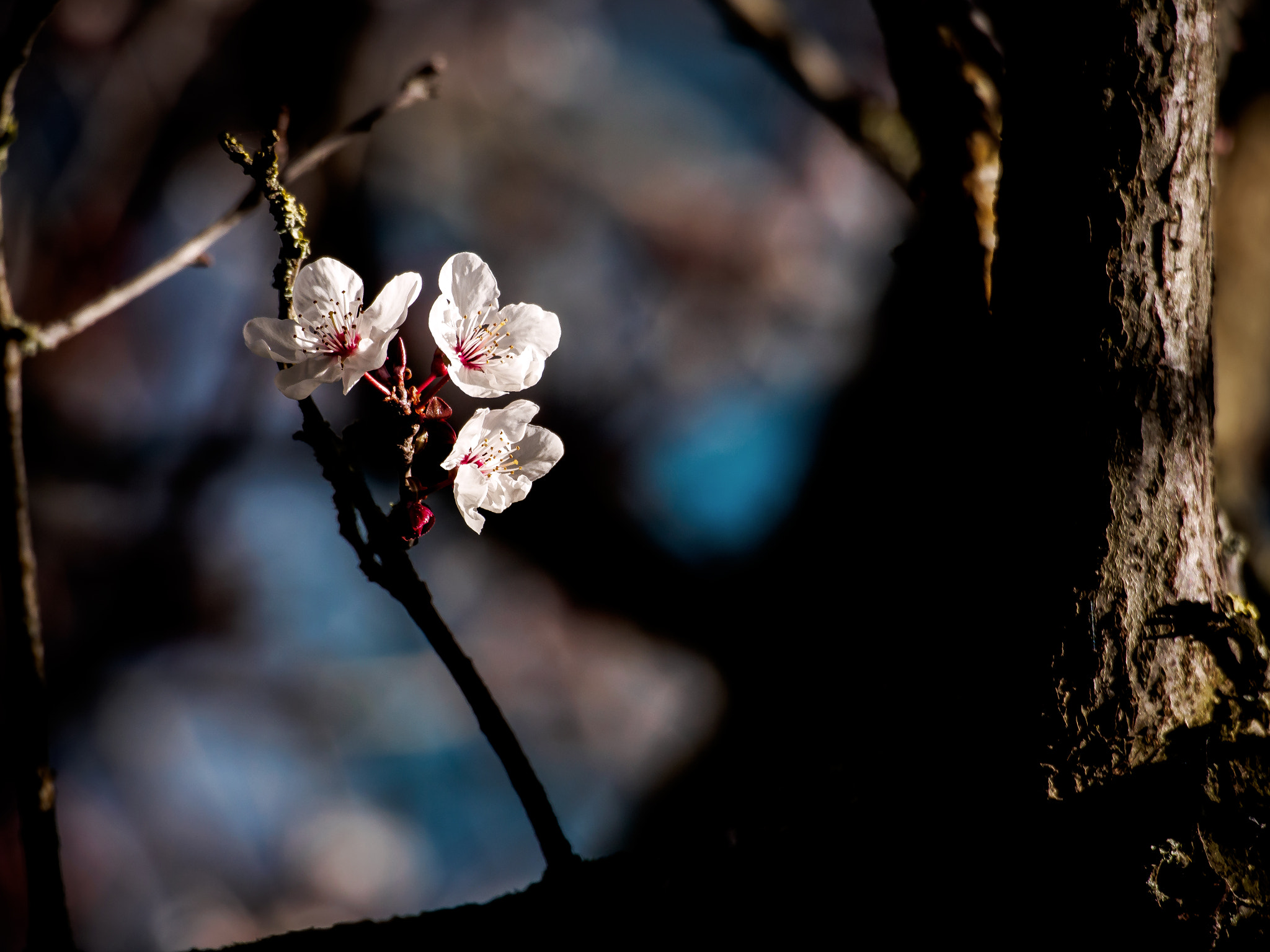 Olympus OM-D E-M5 sample photo. A touch of spring photography