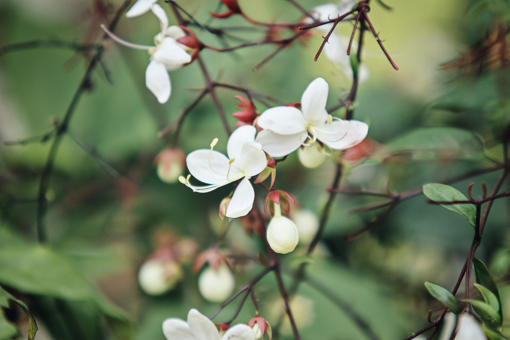 Sigma 70-200mm F2.8 EX DG OS HSM sample photo. Img photography