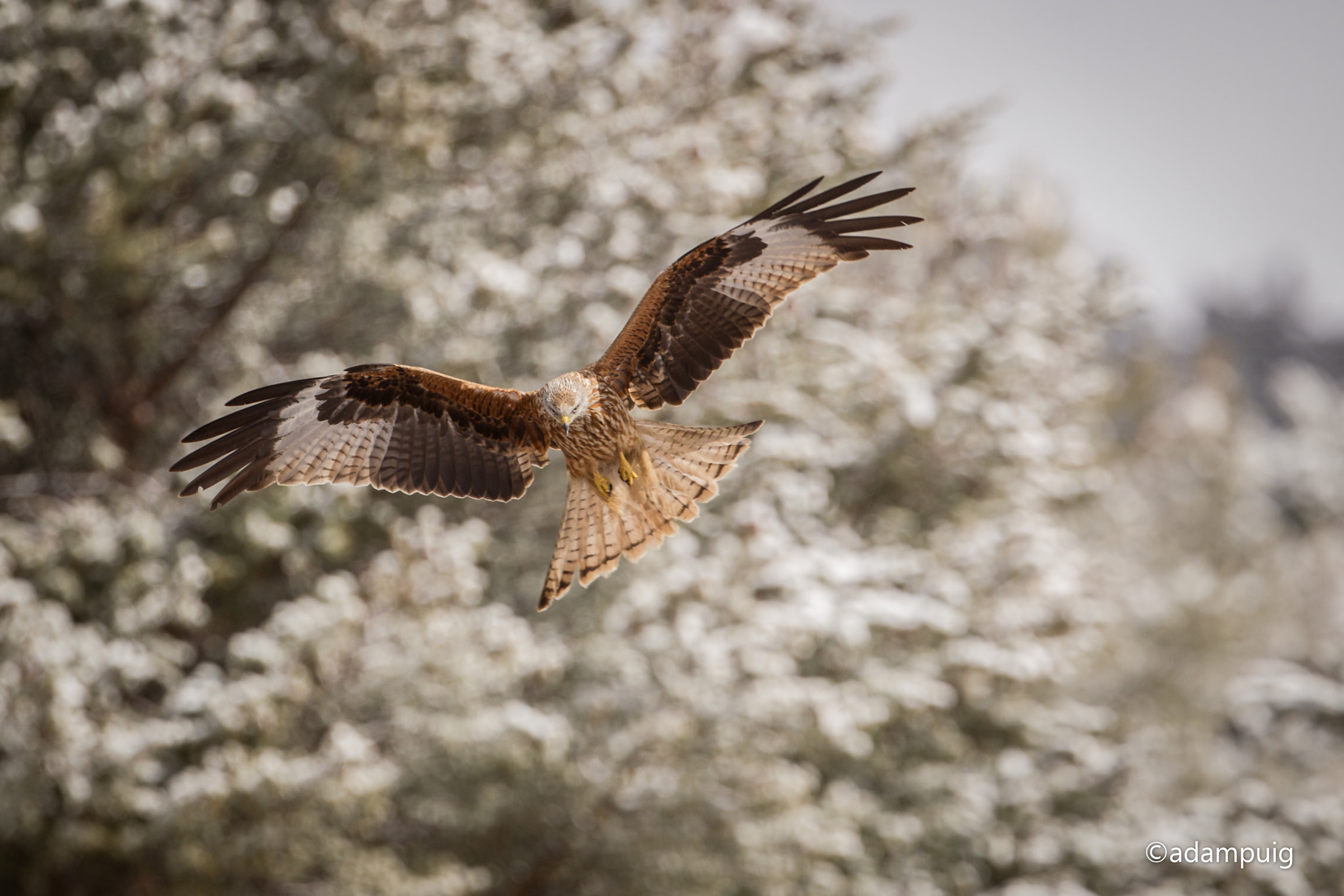 Canon EF 300mm F2.8L IS II USM sample photo. Red kite ready for landing photography