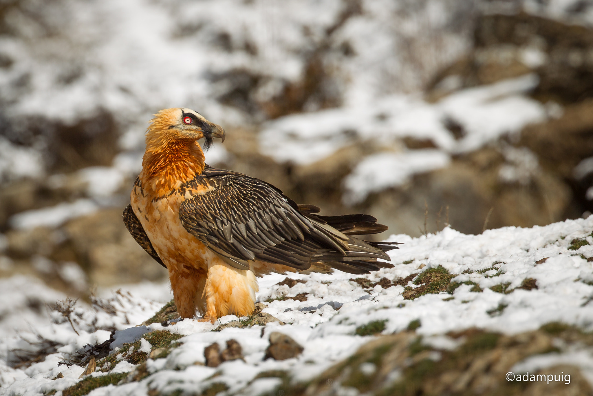 Canon EOS-1D Mark IV + Canon EF 300mm F2.8L IS II USM sample photo. Standing still photography