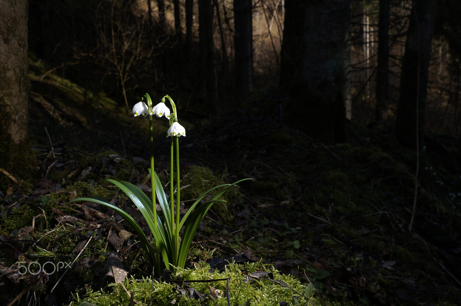 Sony SLT-A57 + Sony DT 16-50mm F2.8 SSM sample photo. Spring snowflake photography