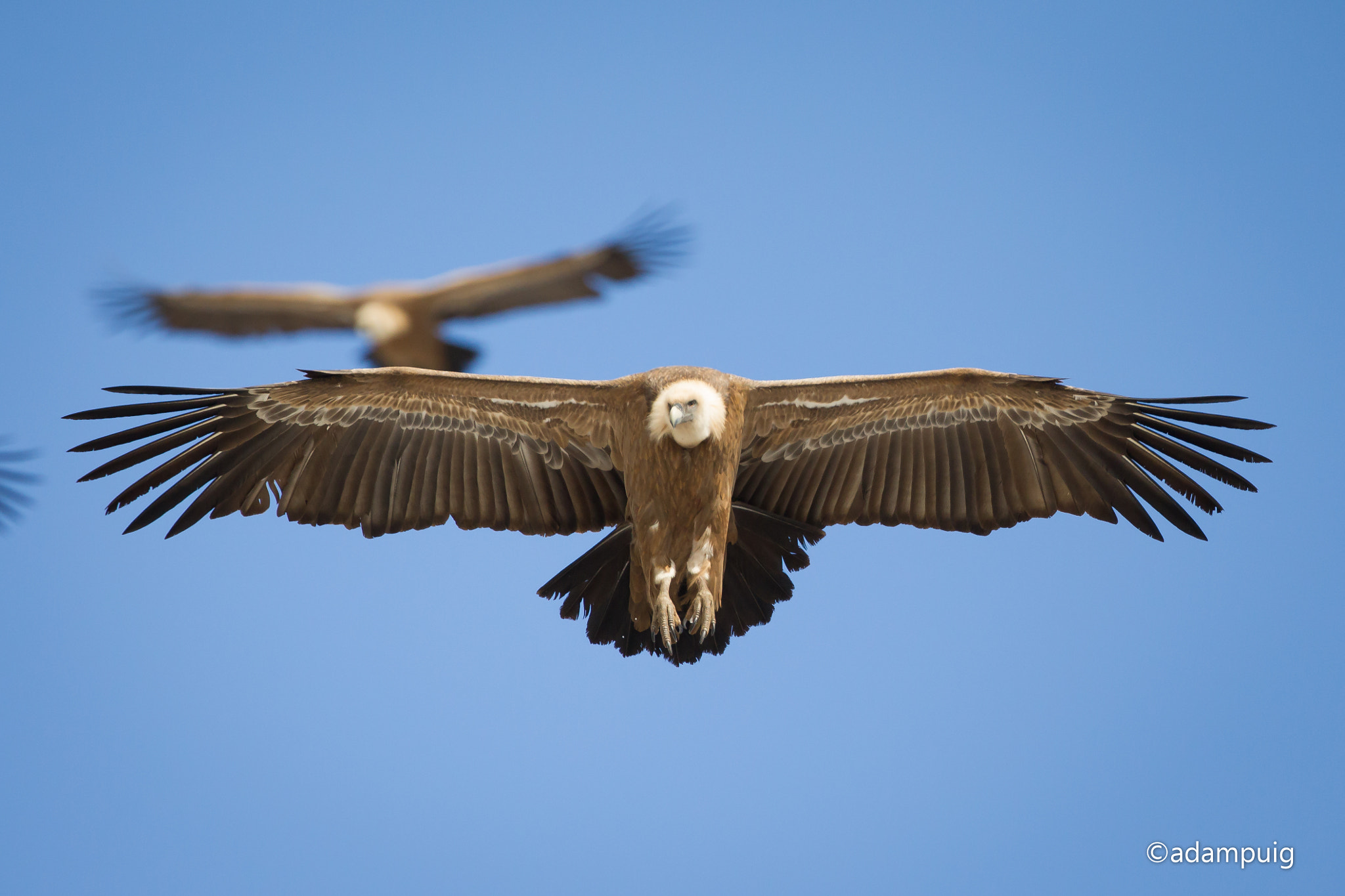 Canon EF 300mm F2.8L IS II USM sample photo. Air formation photography