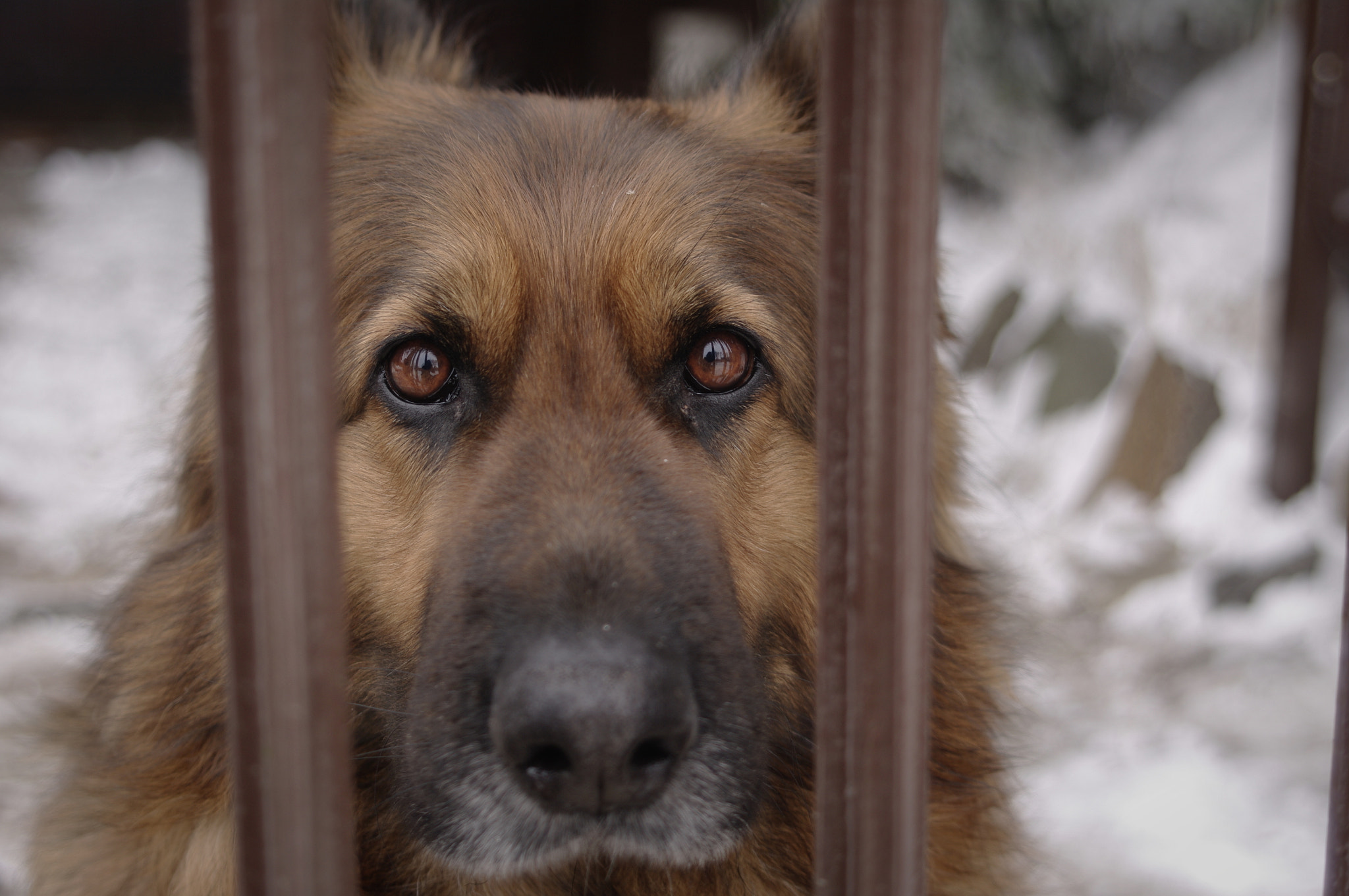 Pentax K20D sample photo. Those eyes...  photography