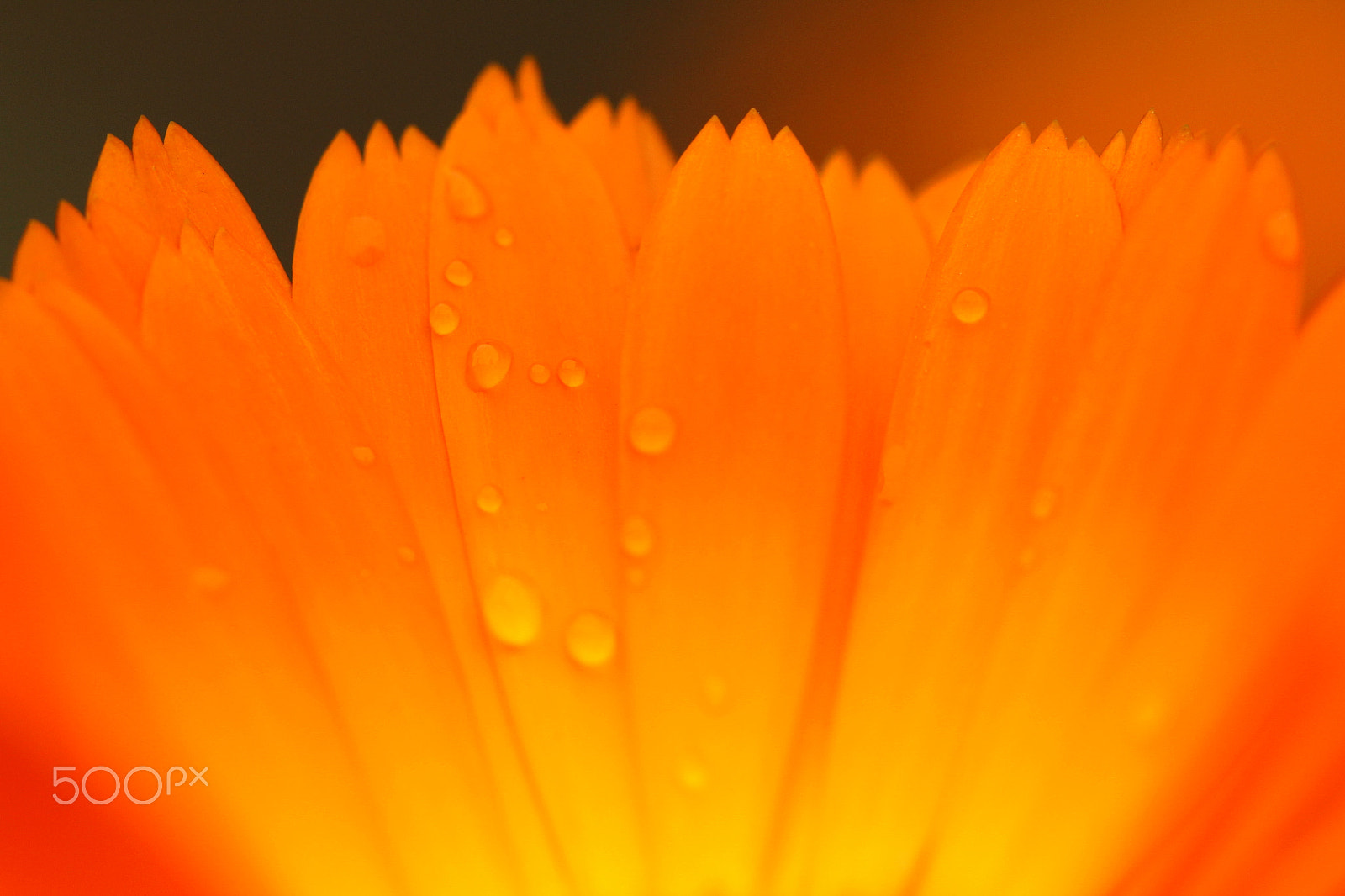 Canon EF 100mm F2.8 Macro USM sample photo. ***** photography