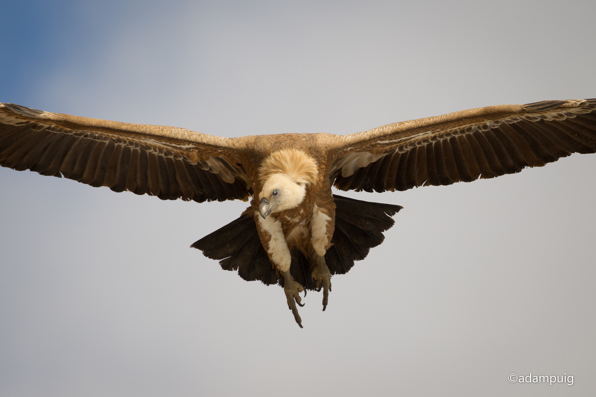 Canon EF 300mm F2.8L IS II USM sample photo. Griffon vulture closeup photography