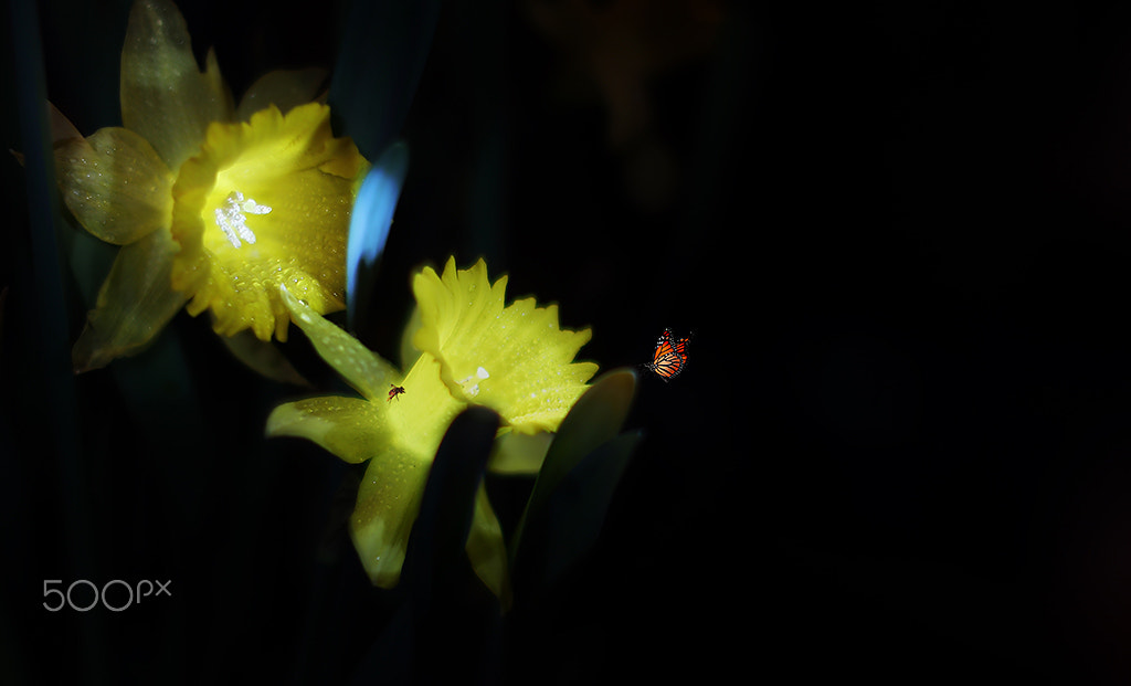 Canon EOS-1D X sample photo. Where's spring ...... photography