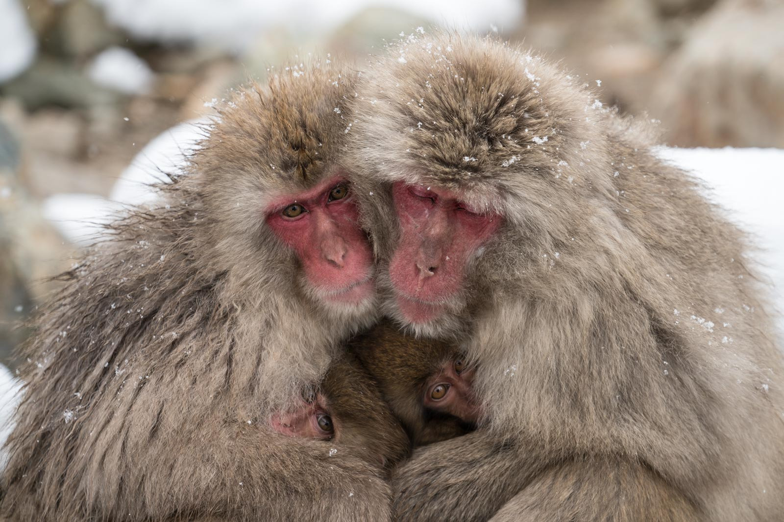 Sony a7R II + Sony FE 70-300mm F4.5-5.6 G OSS sample photo. Motherhood photography