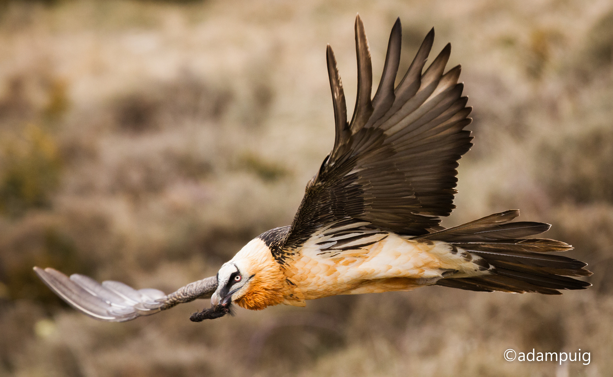 Canon EOS-1D Mark IV + Canon EF 300mm F2.8L IS II USM sample photo. Fast and furious photography