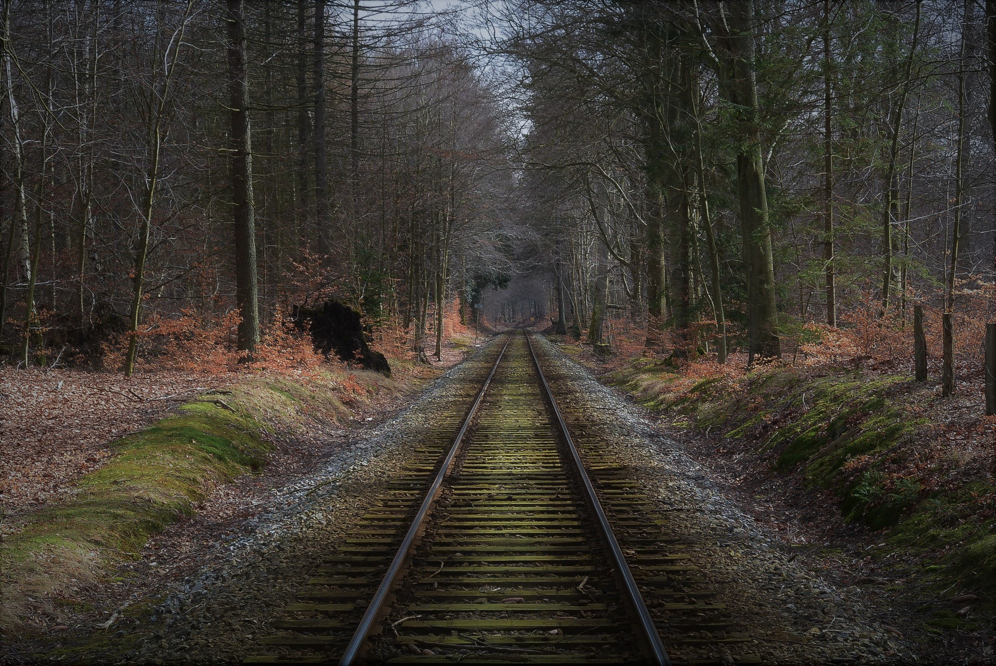 Nikon 1 S1 sample photo. Through the forest... photography