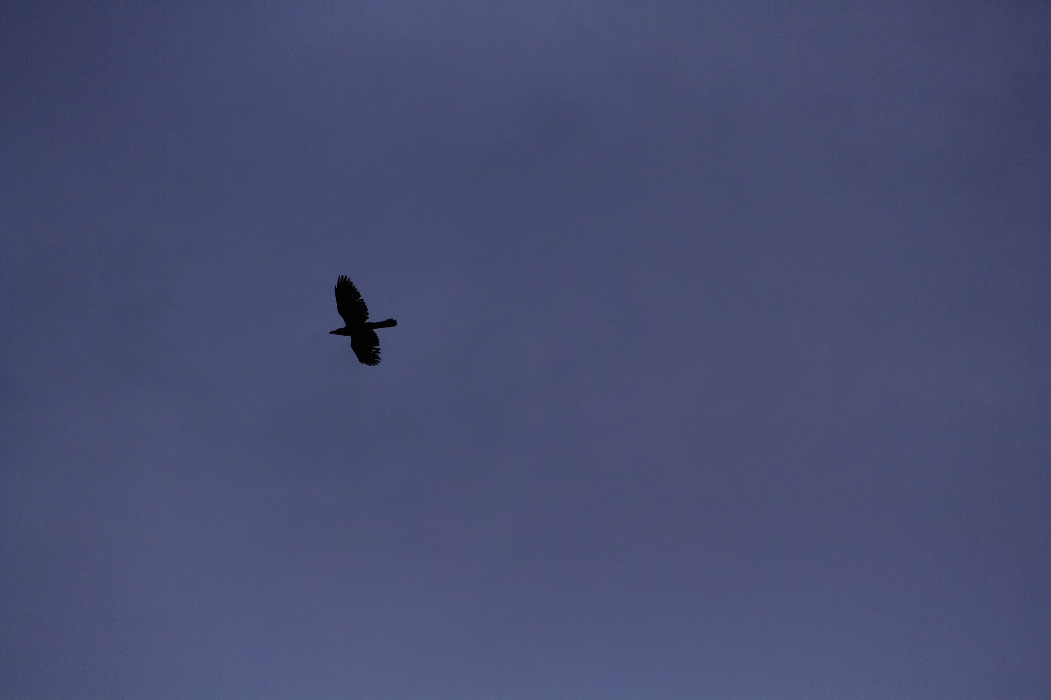 Canon EOS 7D sample photo. Migrating bird photography