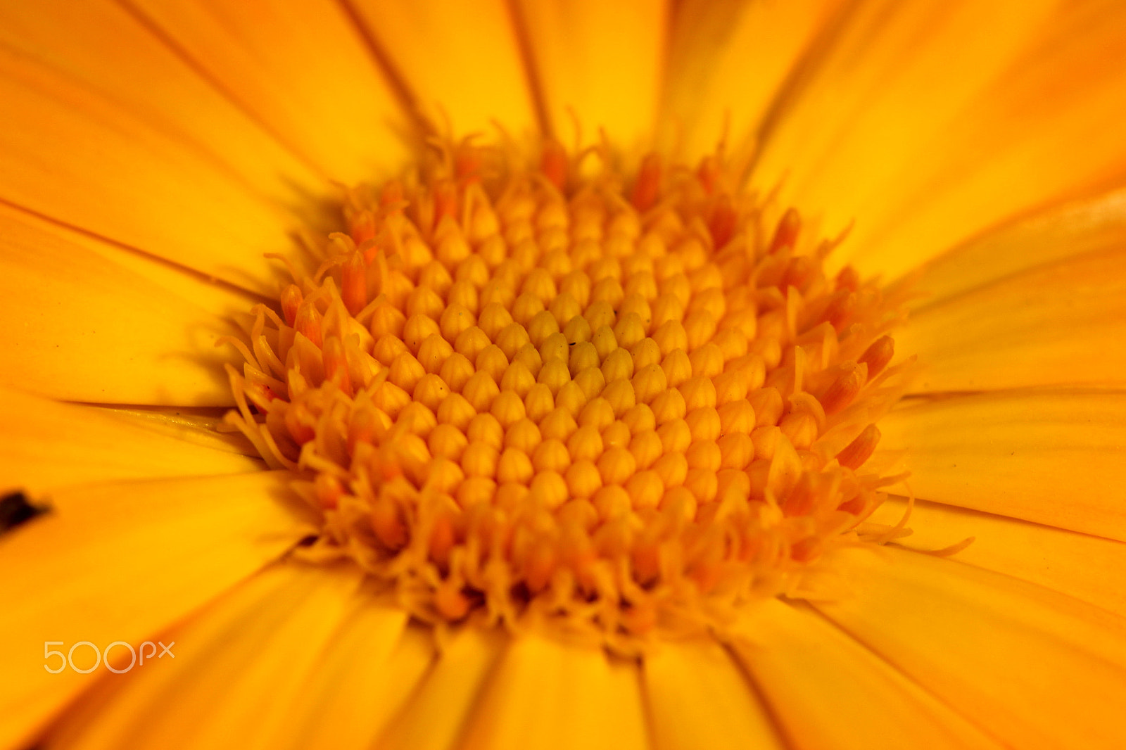 Canon EF 100mm F2.8 Macro USM sample photo. **** photography