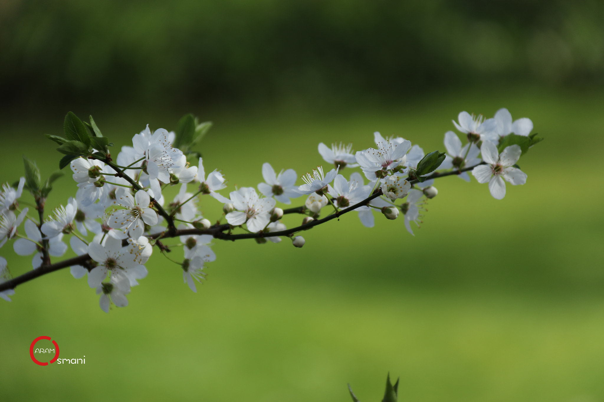 Canon EF-S 18-200mm F3.5-5.6 IS sample photo. Ca photography