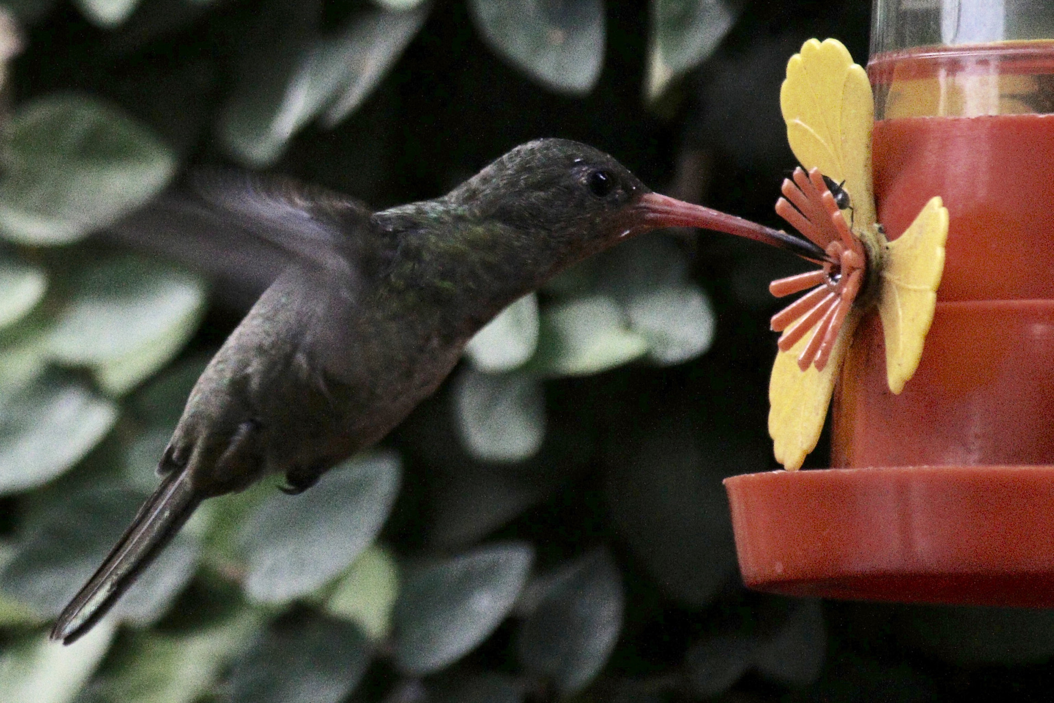 Canon EF-S 55-250mm F4-5.6 IS sample photo. Colibrí photography