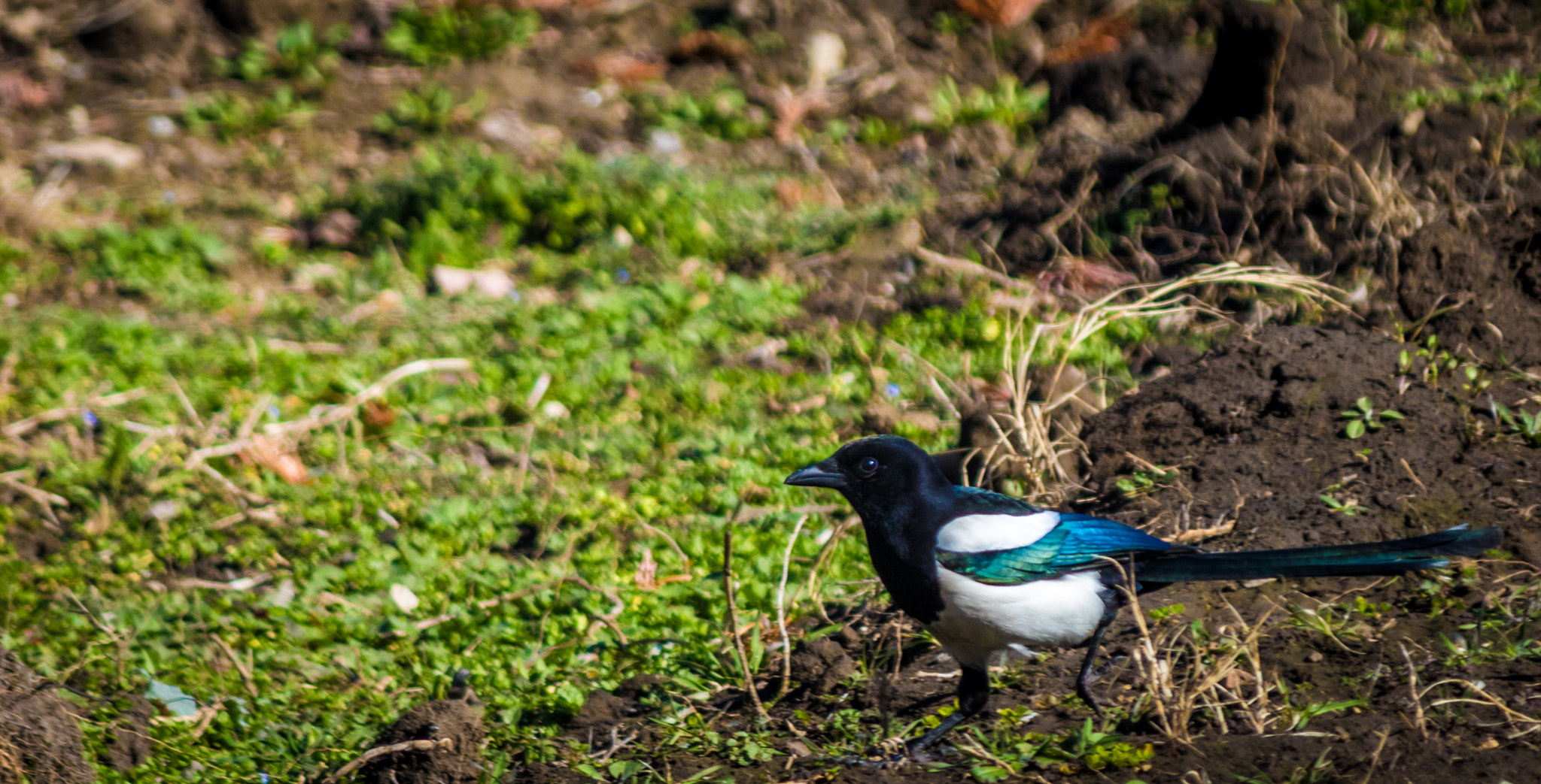 Canon EF-S 55-250mm F4-5.6 IS sample photo. Magpie photography