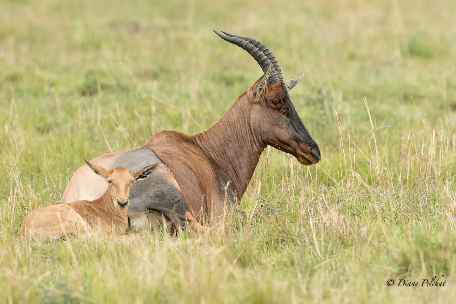Canon EF 300mm F2.8L IS II USM sample photo. Female topi with calf photography
