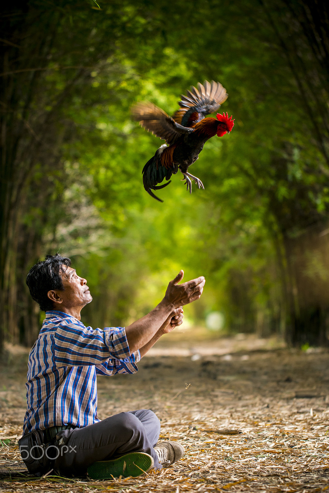 Sony a7R II + Canon EF 100mm F2.8L Macro IS USM sample photo. Farmer and his rooster photography