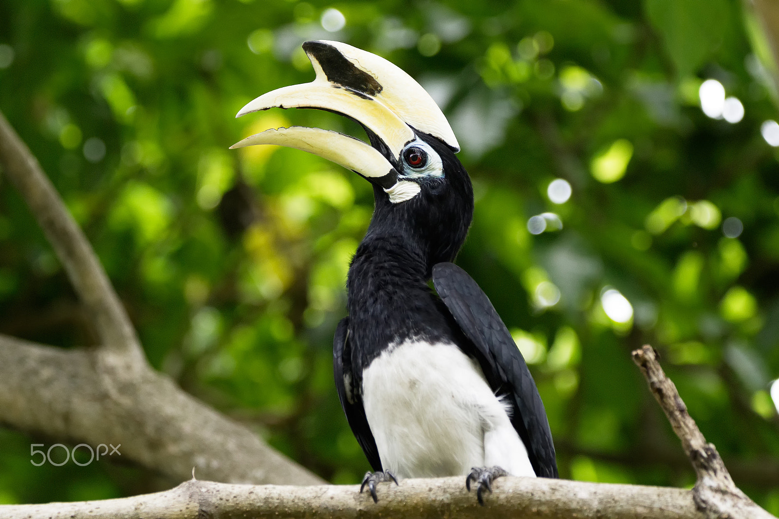 150-600mm F5-6.3 DG OS HSM | Contemporary 015 sample photo. Oriental pied hornbill photography