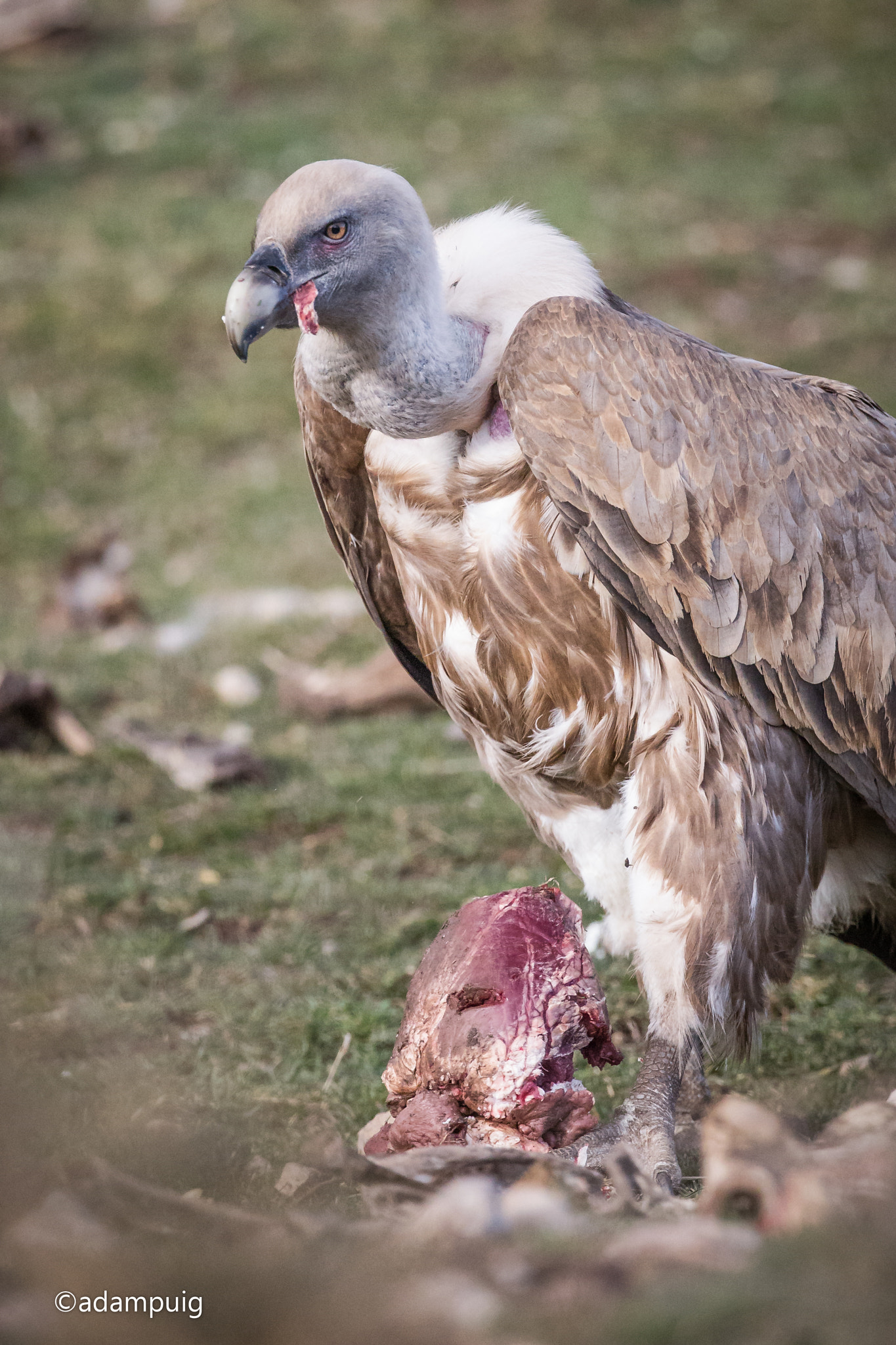 Canon EF 300mm F2.8L IS II USM sample photo. Hunger or anger? photography