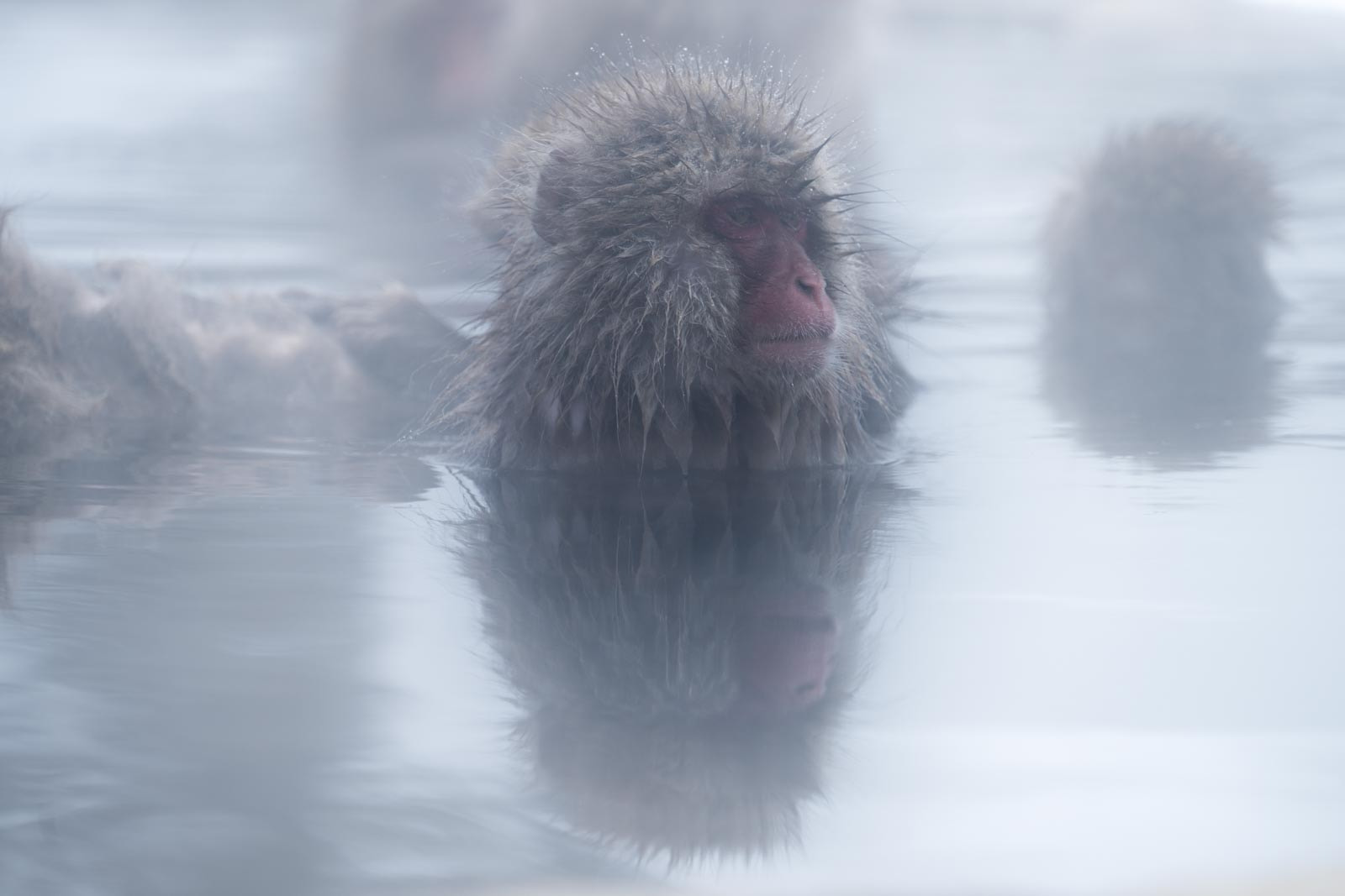 Sony FE 70-300mm F4.5-5.6 G OSS sample photo. Snow monkey in the mist... photography
