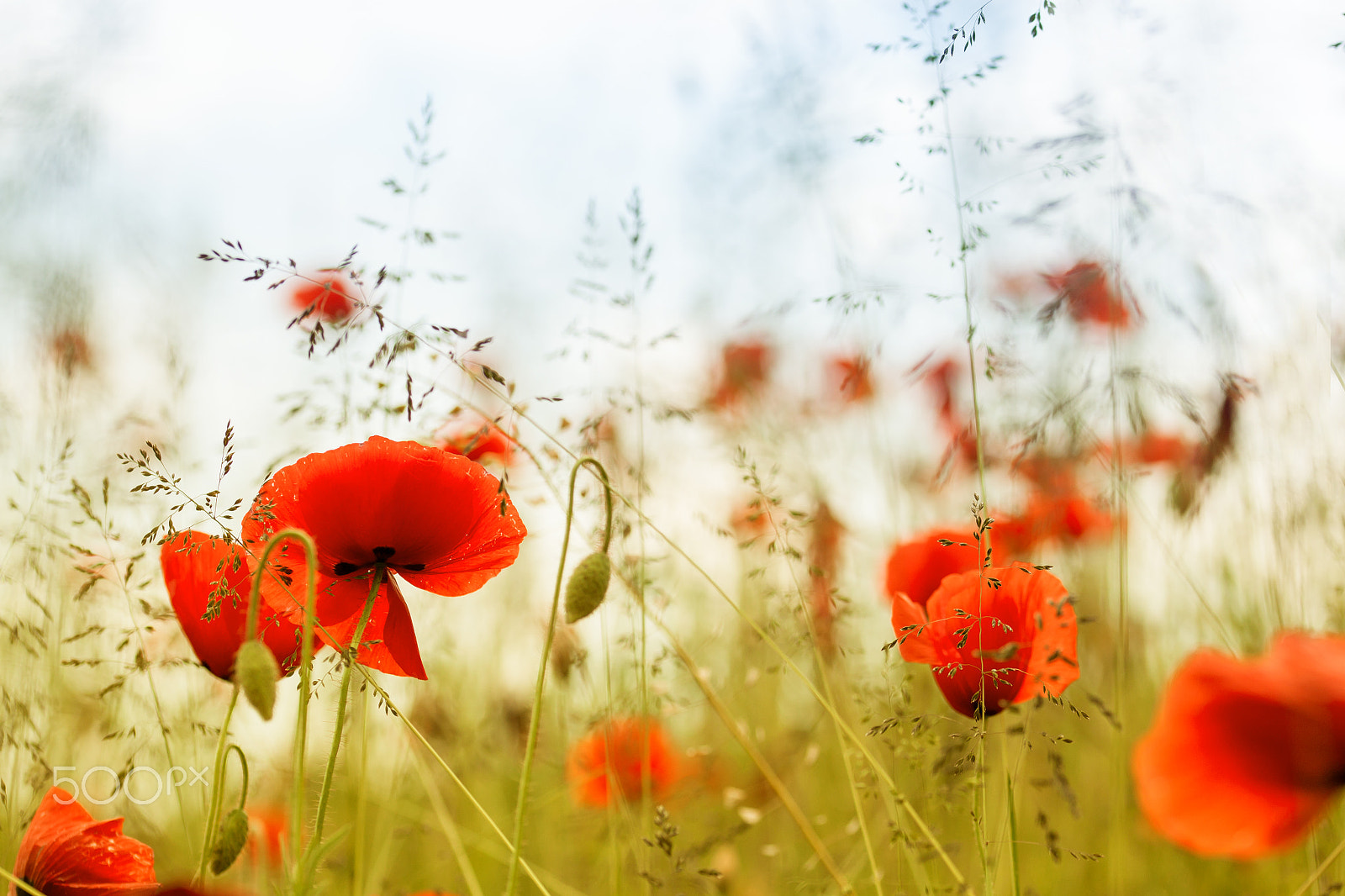 Sigma 105mm F2.8 EX DG OS HSM sample photo. Early summer - poppies in high grass photography