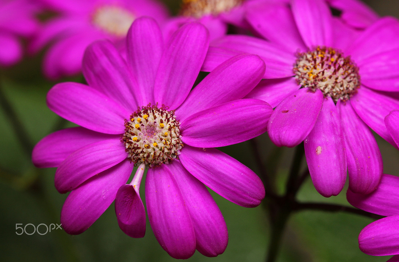 Canon EF 100mm F2.8 Macro USM sample photo. Odd one photography