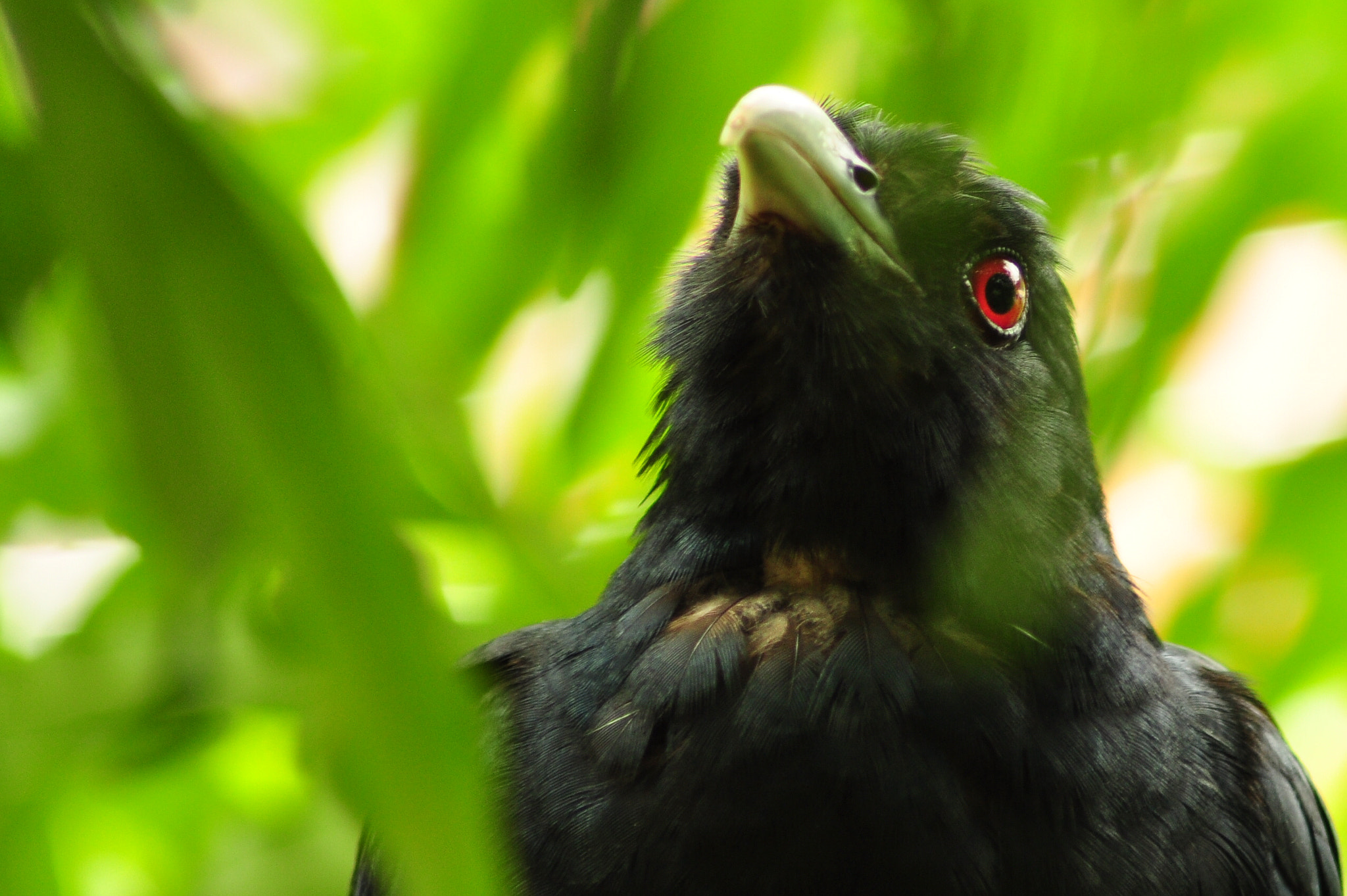 Nikon AF Nikkor 70-300mm F4-5.6G sample photo. Asian koel photography