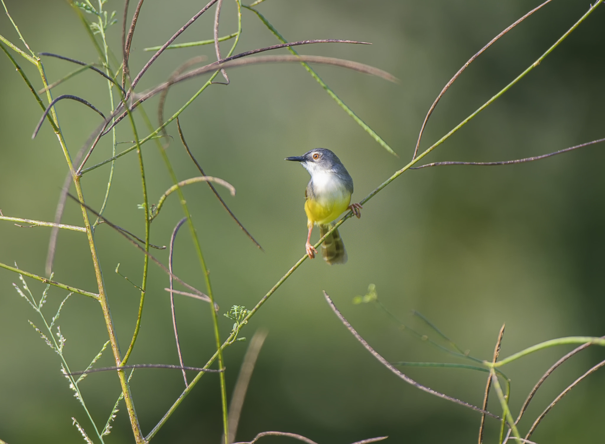 Nikon D500 + Nikon AF-S Nikkor 200-400mm F4G ED-IF VR sample photo. Yellow bellied prinia photography