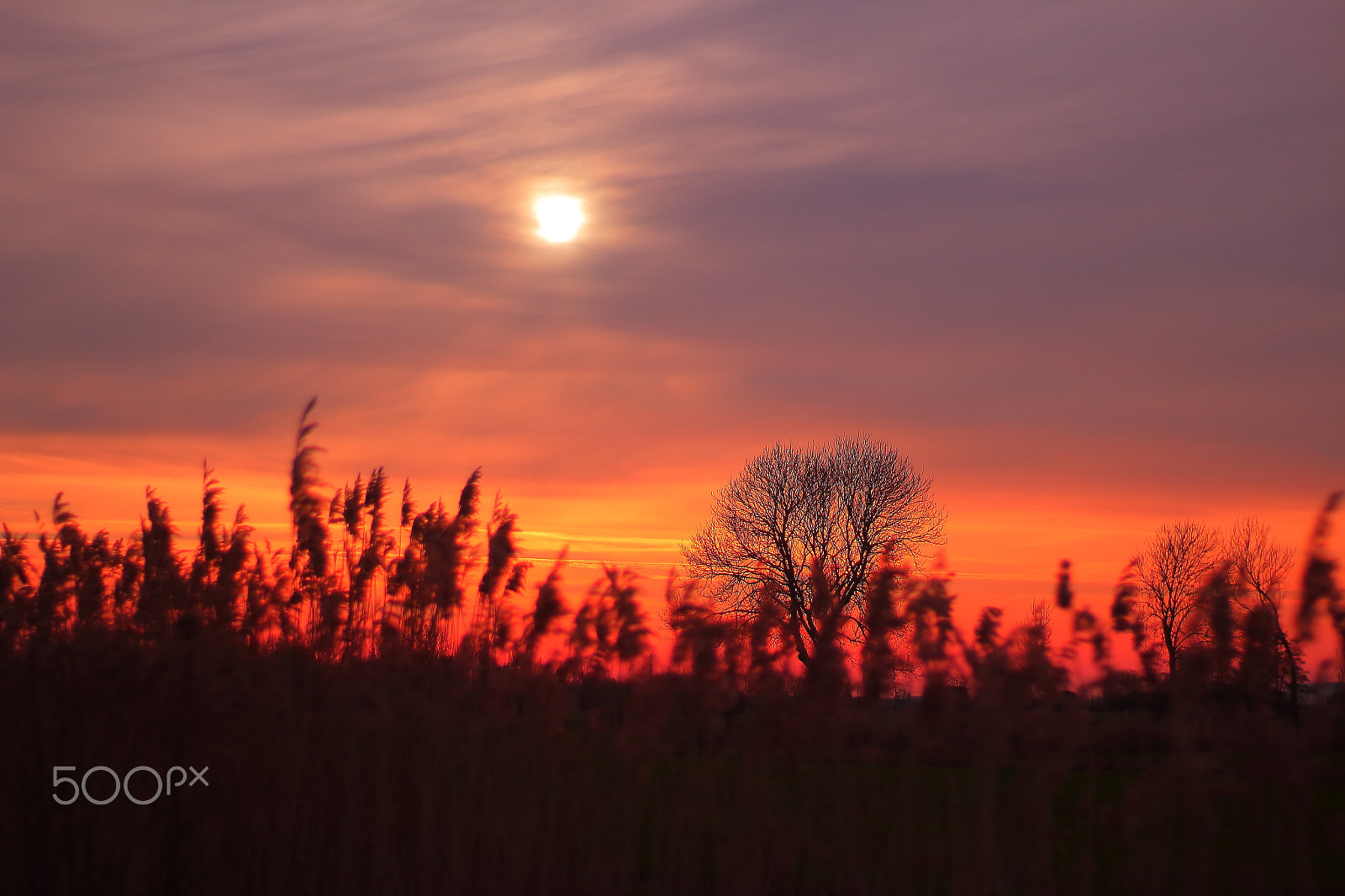 Canon 50mm sample photo. Sunset photography