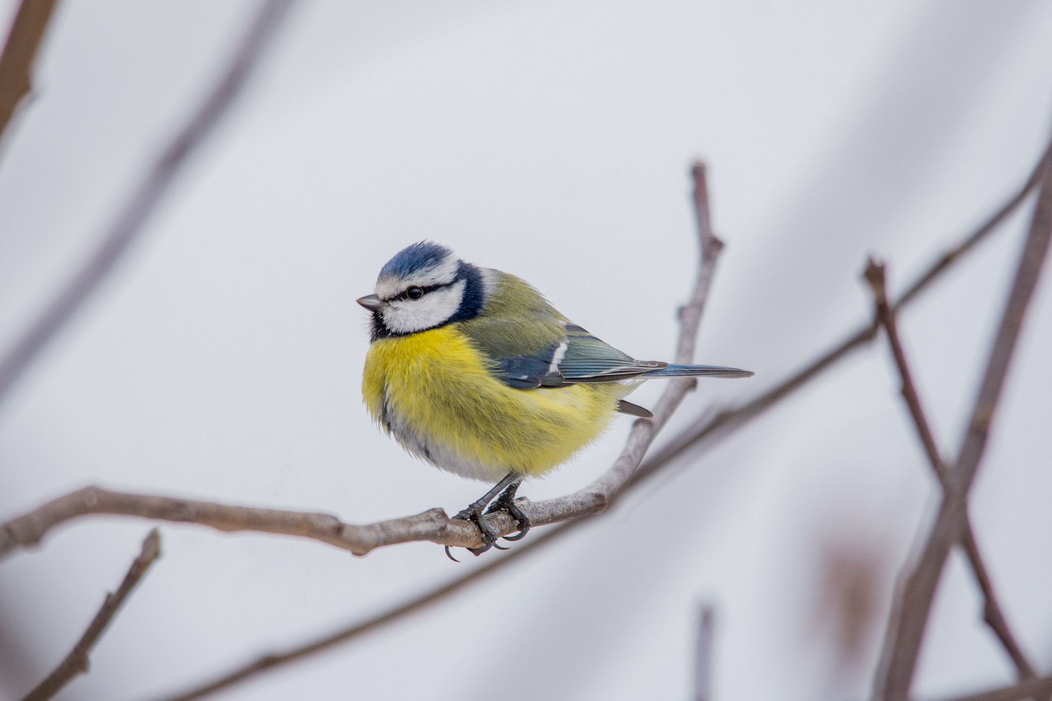 Sigma 150-500mm F5-6.3 DG OS HSM sample photo. Eurasian blue tit photography