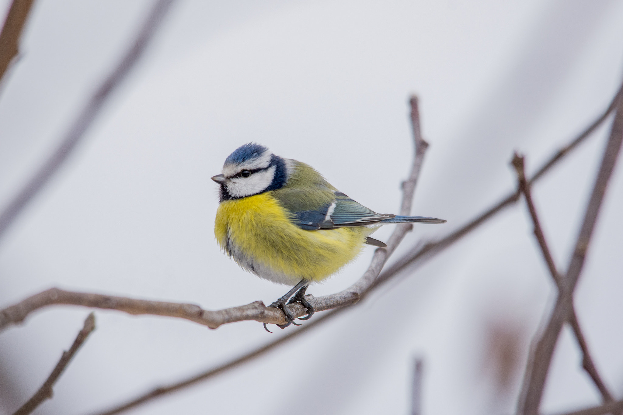 Nikon D7200 + Sigma 150-500mm F5-6.3 DG OS HSM sample photo. Eurasian blue tit photography