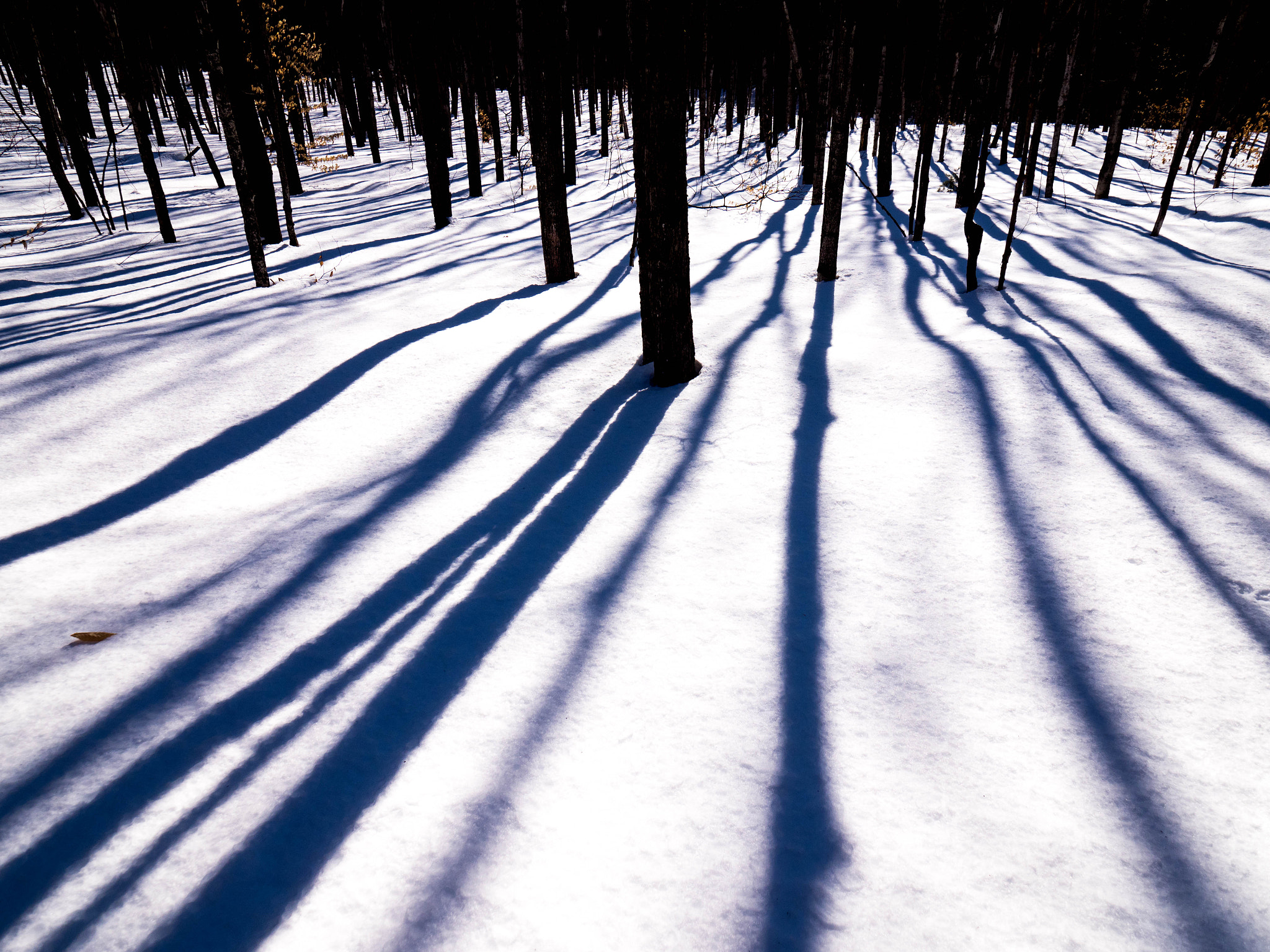Olympus M.Zuiko Digital ED 7-14mm F2.8 PRO sample photo. Getting lined up for spring. photography