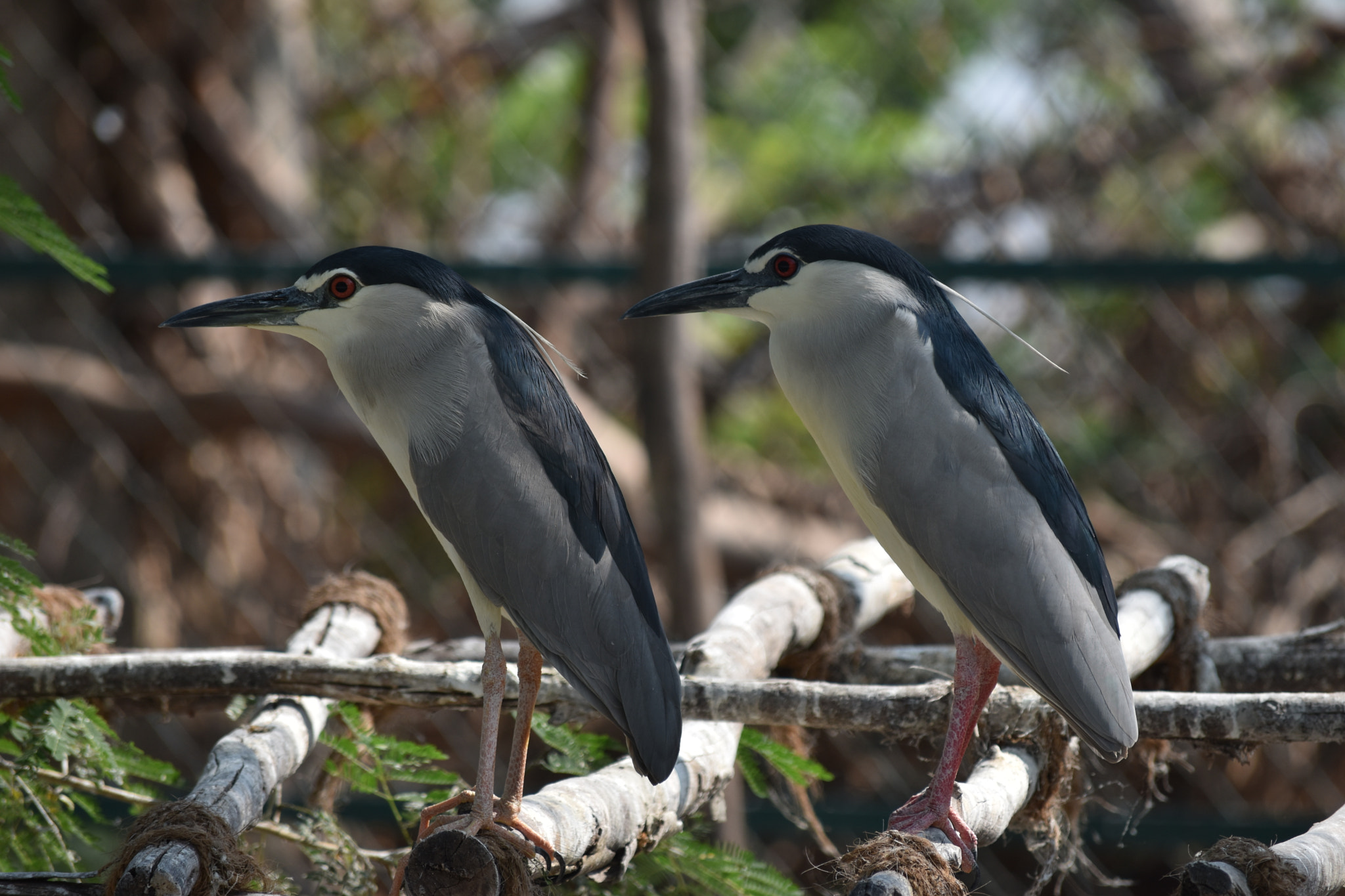 Nikon D5500 sample photo. Birds photography