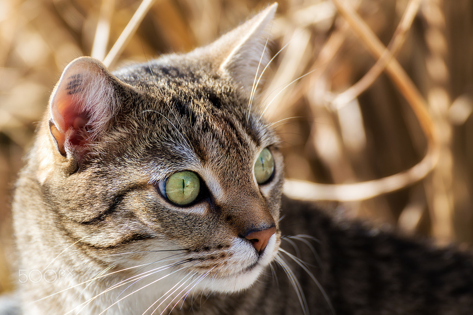 Tamron SP 35mm F1.8 Di VC USD sample photo. Miko photography