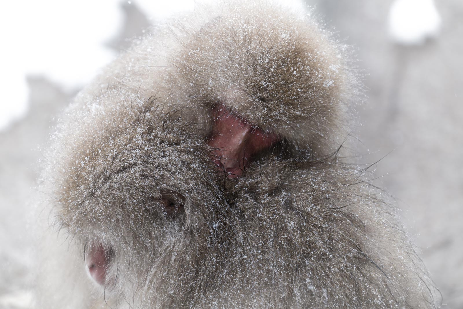 Sony FE 70-300mm F4.5-5.6 G OSS sample photo. In the cold... photography