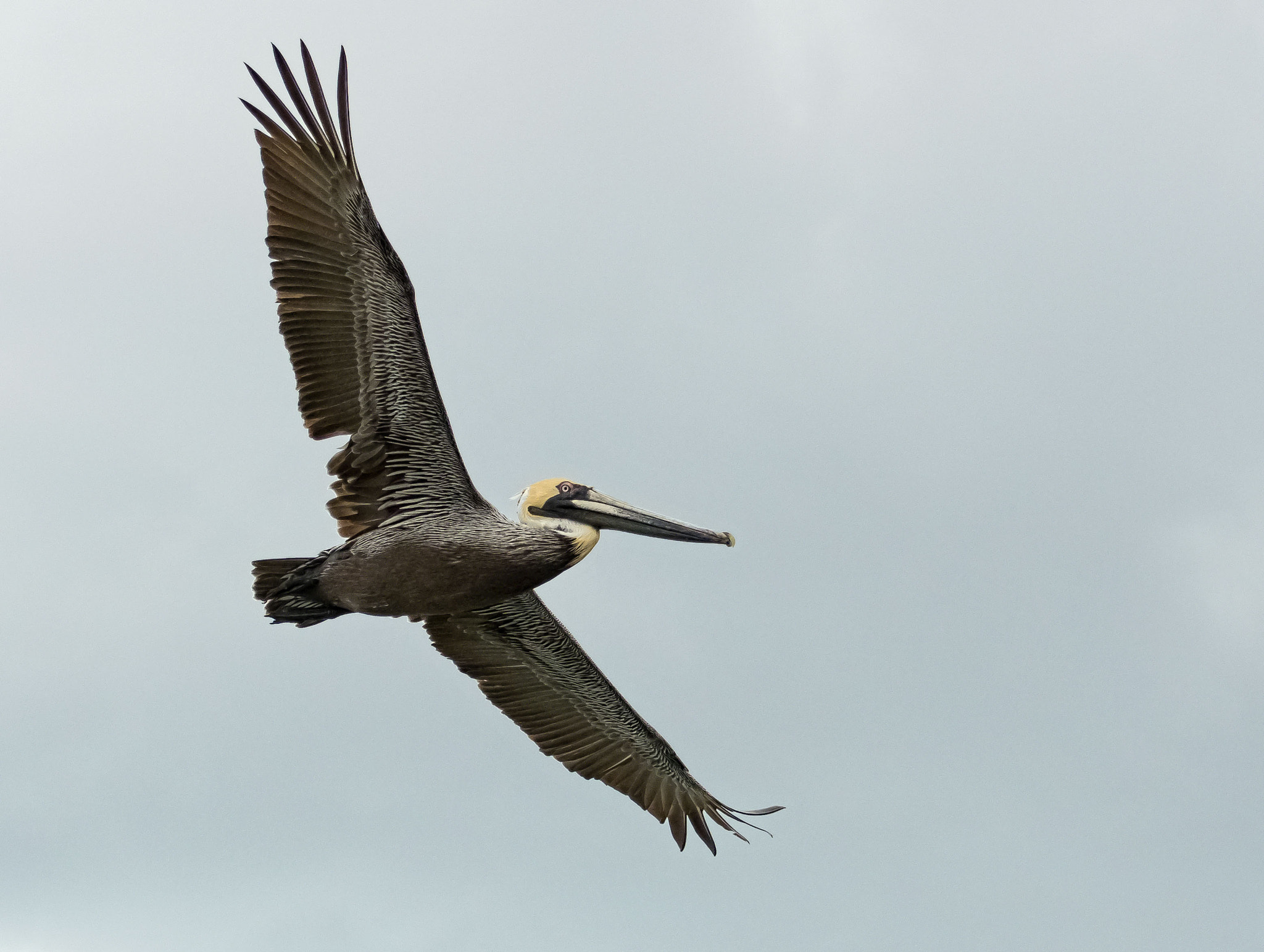 Nikon D500 sample photo. Pelican fly by photography