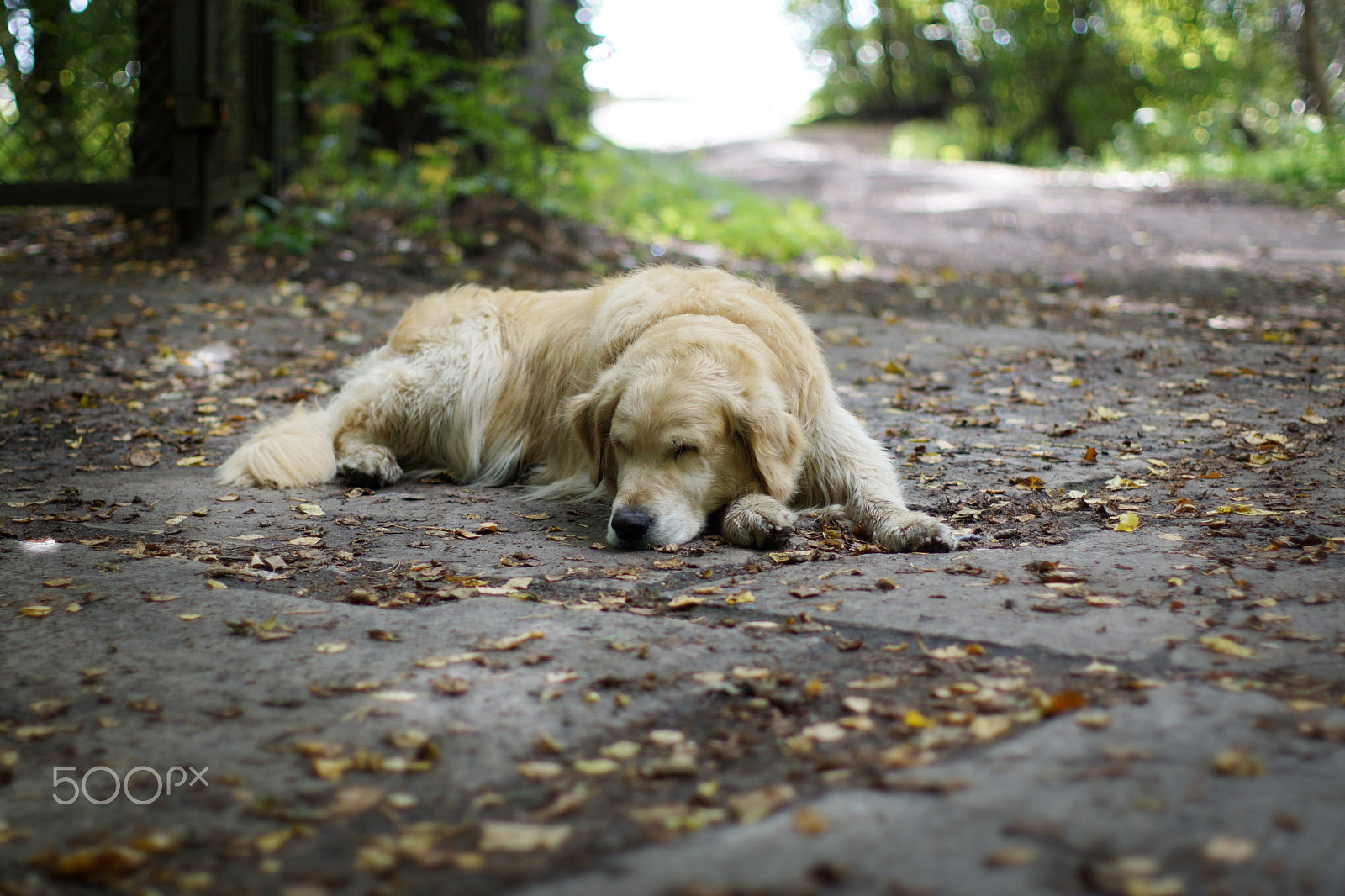Sony SLT-A65 (SLT-A65V) + Minolta AF 50mm F1.4 [New] sample photo. The dog breeds a golden retriever sleeping on the ground in the shade of a tree in the fall. photography