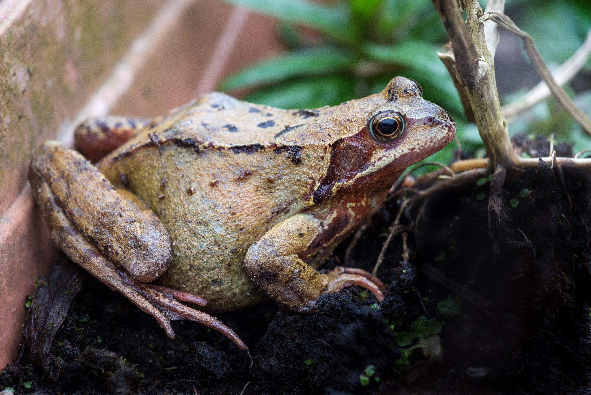 Nikon AF-S Nikkor 70-200mm F4G ED VR sample photo. Garden frog. photography