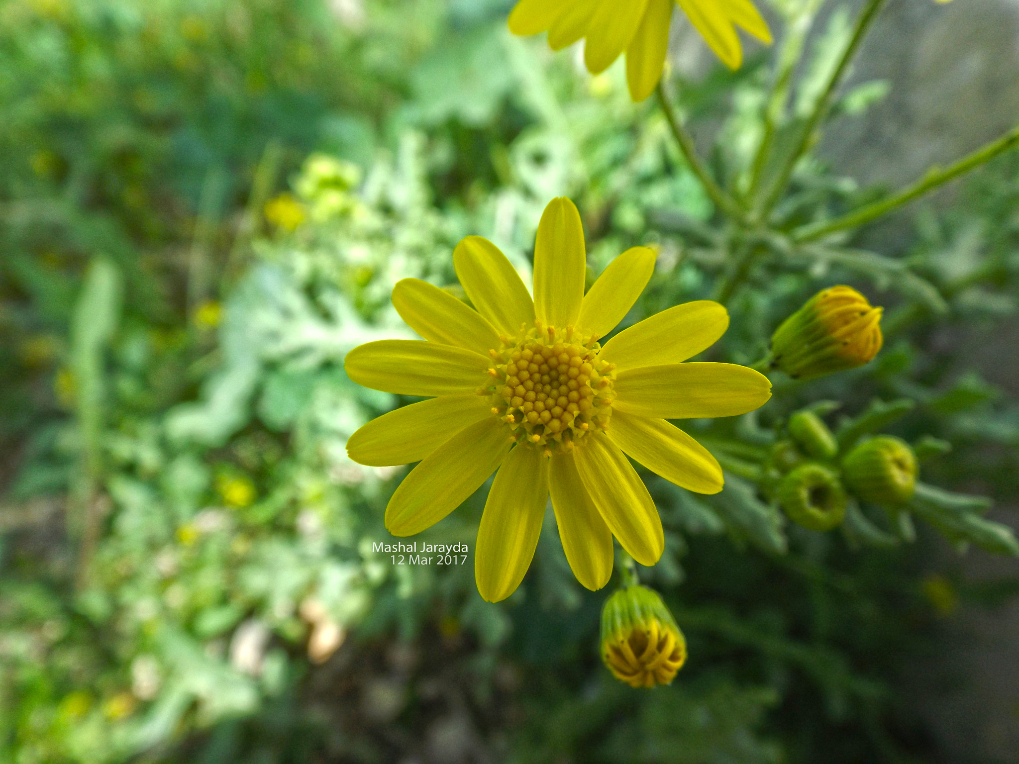 Fujifilm FinePix S4700 sample photo. Flower photography