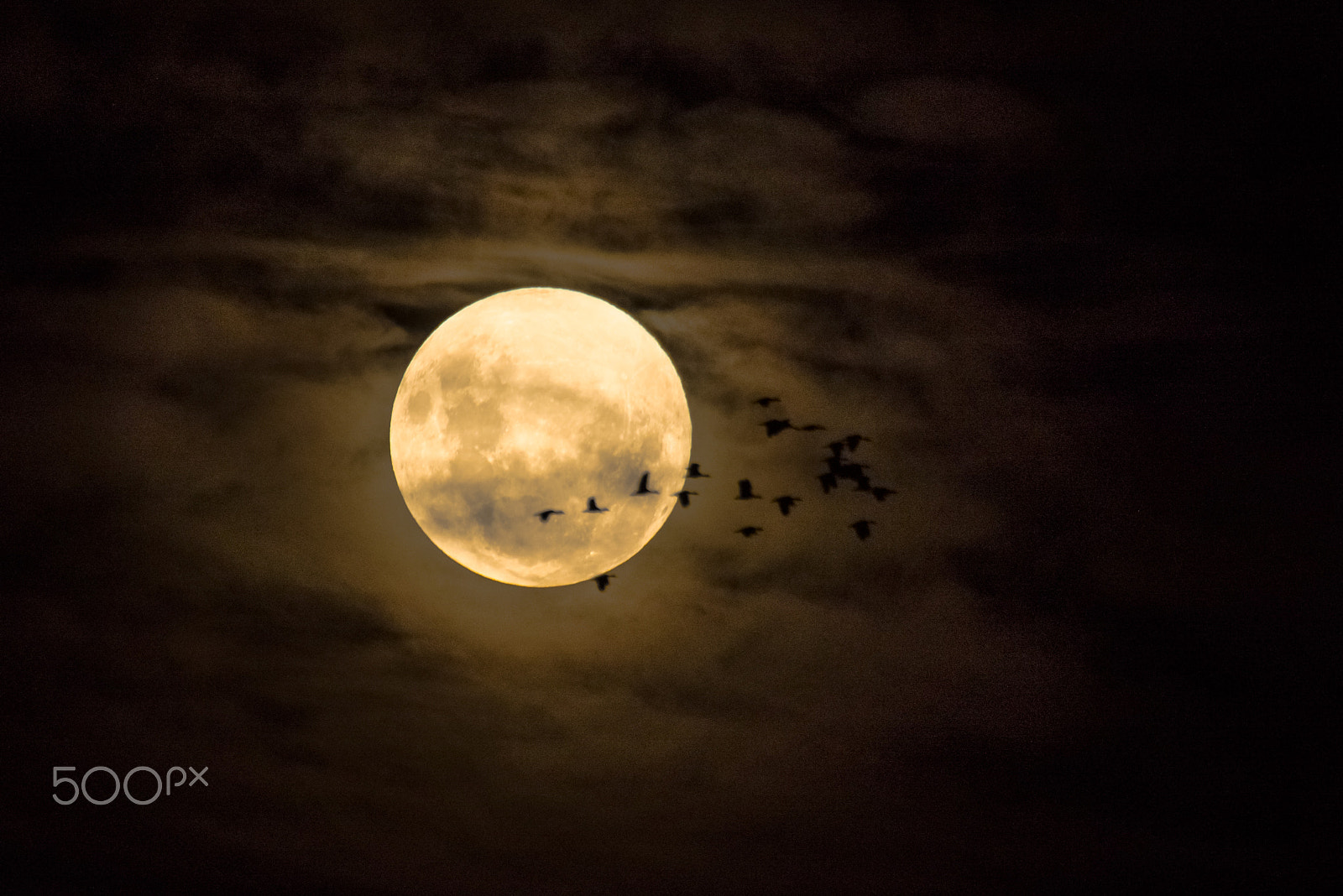 Sigma 50-500mm F4.5-6.3 DG OS HSM sample photo. The duck side of the moon. photography