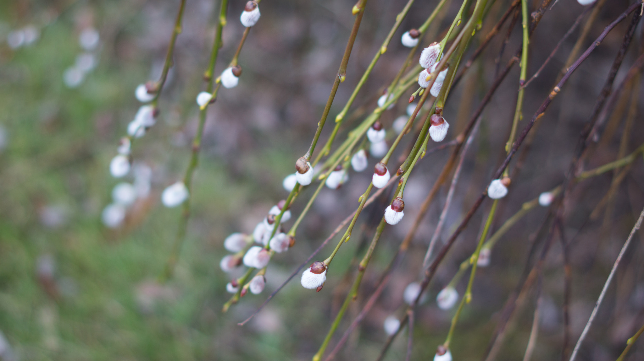 Sony Alpha a5000 (ILCE 5000) + Sony Sonnar T* FE 55mm F1.8 ZA sample photo. Catkins photography