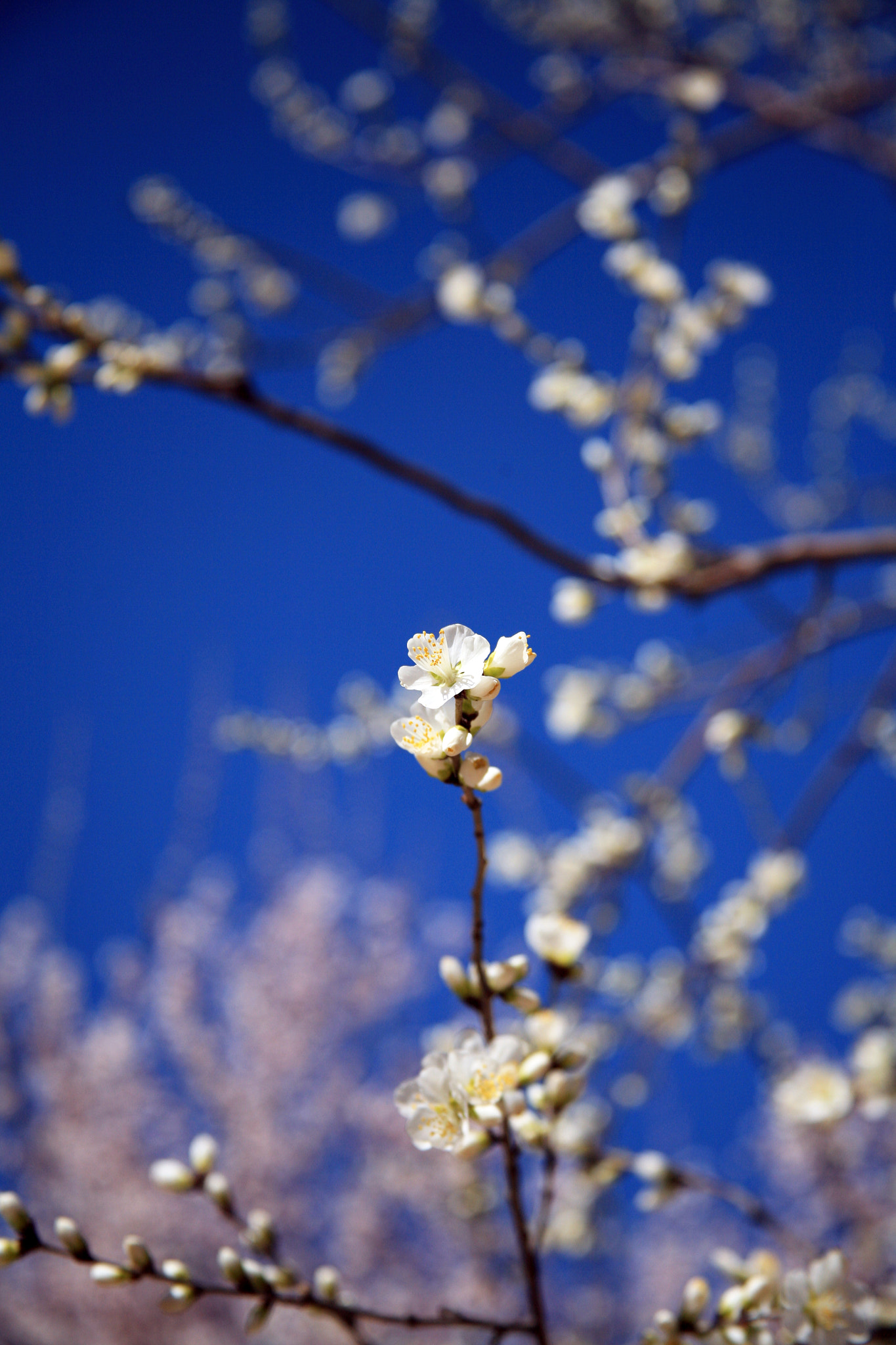 Canon EF 28-135mm F3.5-5.6 IS USM sample photo. Flowers photography