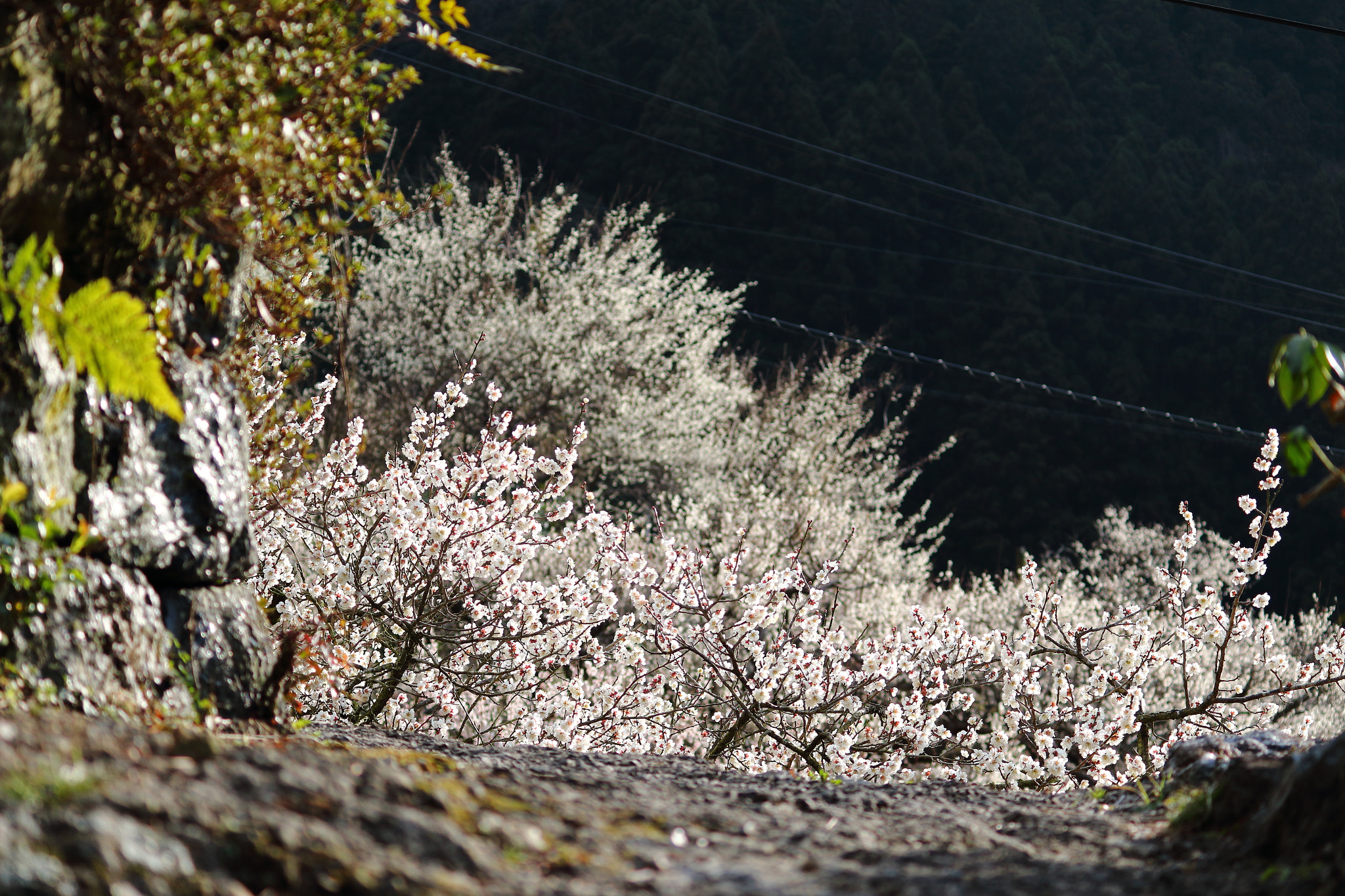 Canon EOS 100D (EOS Rebel SL1 / EOS Kiss X7) sample photo. Plum blossoms photography