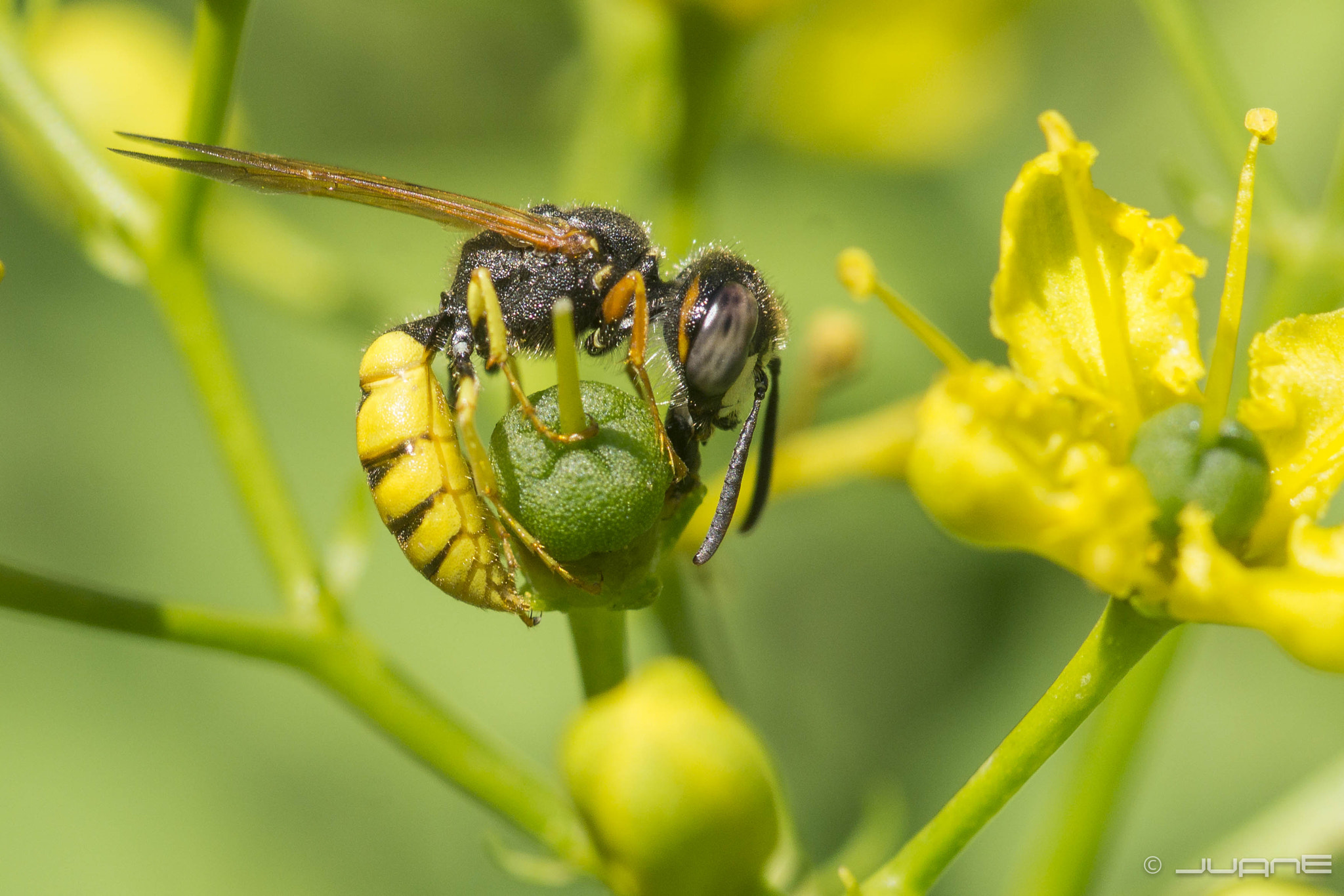 Minolta AF 100mm F2.8 Macro [New] sample photo. Philanthus triangulum, lobo de las abejas photography
