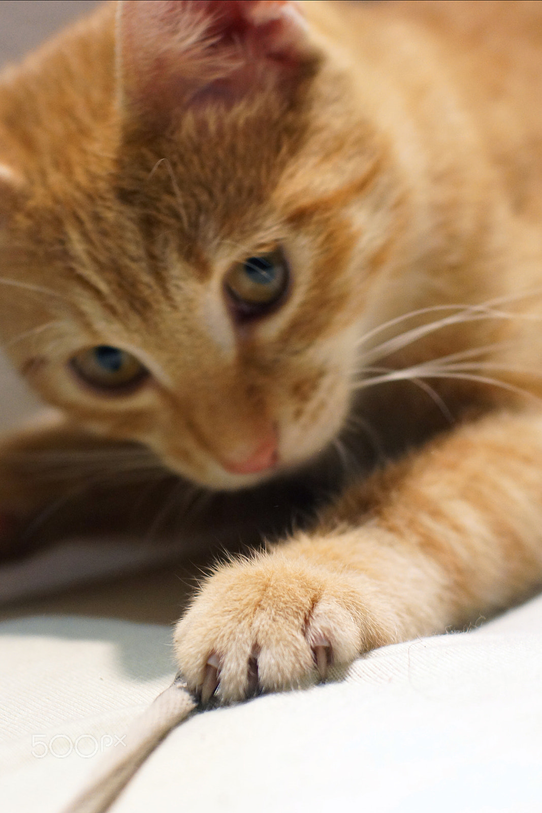 Sony SLT-A65 (SLT-A65V) + Minolta AF 50mm F1.4 [New] sample photo. A red kitten plays with a string, caught with a paw, selective focus photography