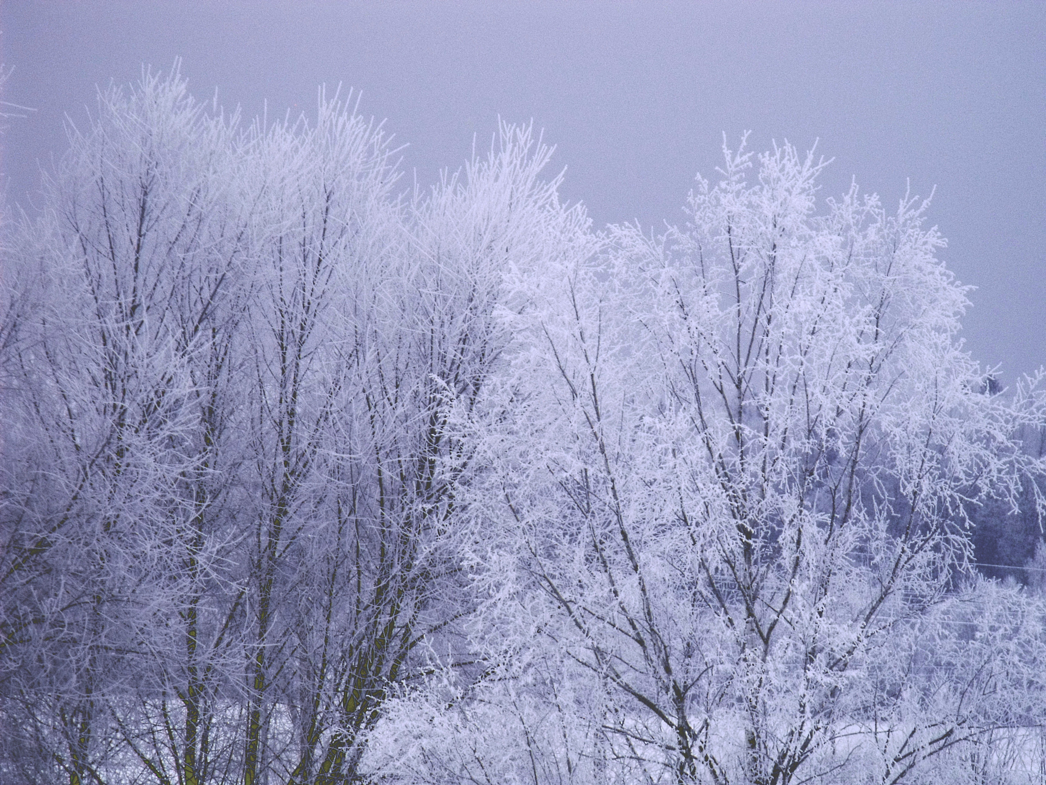 Fujifilm FinePix S1500 sample photo. 2011 winter photography
