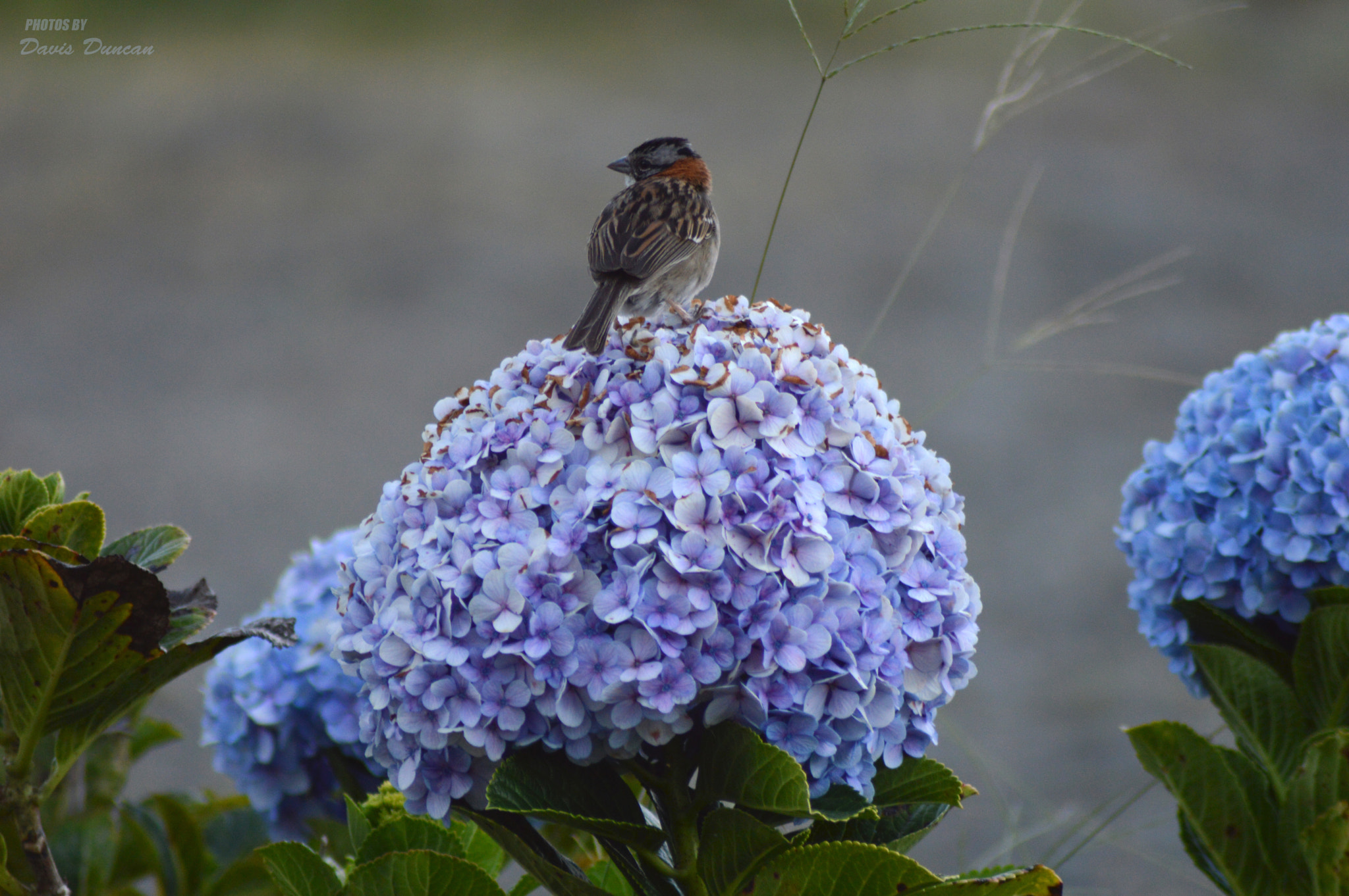 Nikon D3200 sample photo. Sotterrey bird @costa rica photography