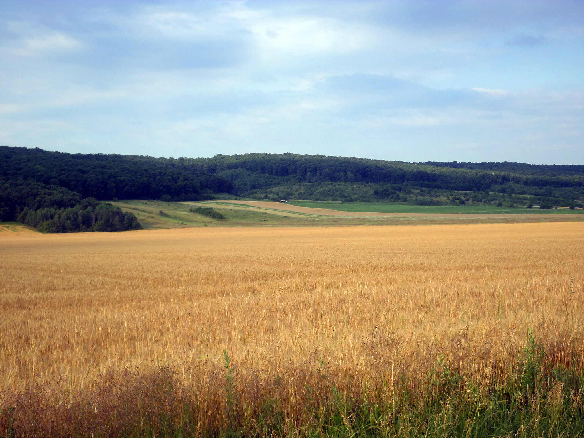 Samsung ST150F/ST151F/ST152F sample photo. Wheat field photography