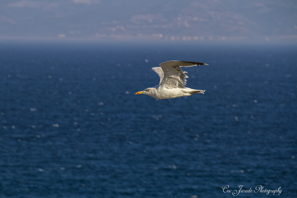 Canon EOS 7D + Sigma 18-200mm f/3.5-6.3 DC OS sample photo. Volando sobre el estrecho photography