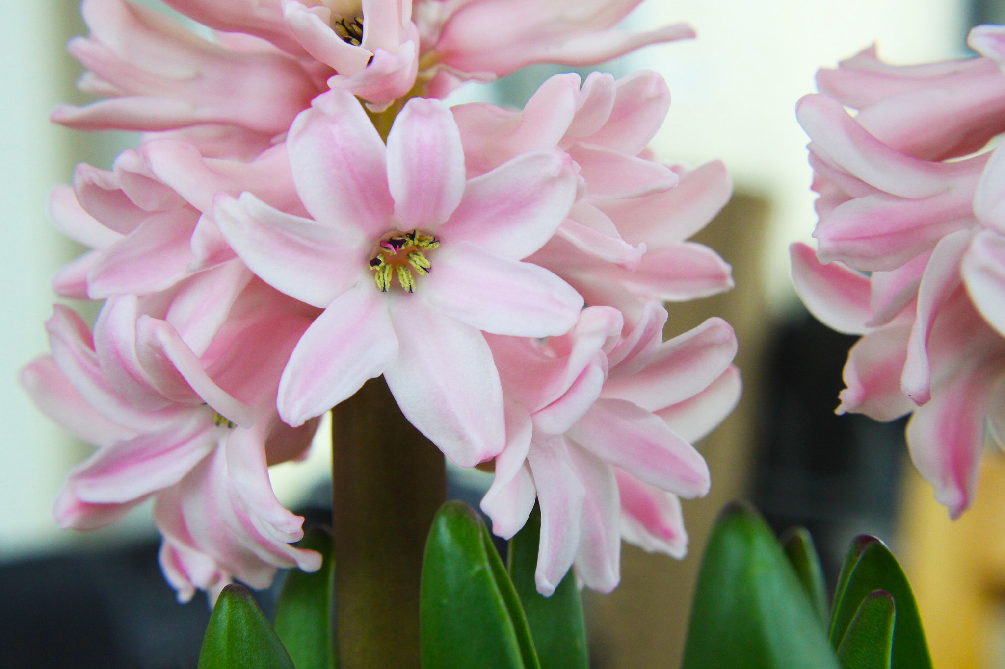 Canon EF 28-80mm f/3.5-5.6 sample photo. Hyacinthus photography